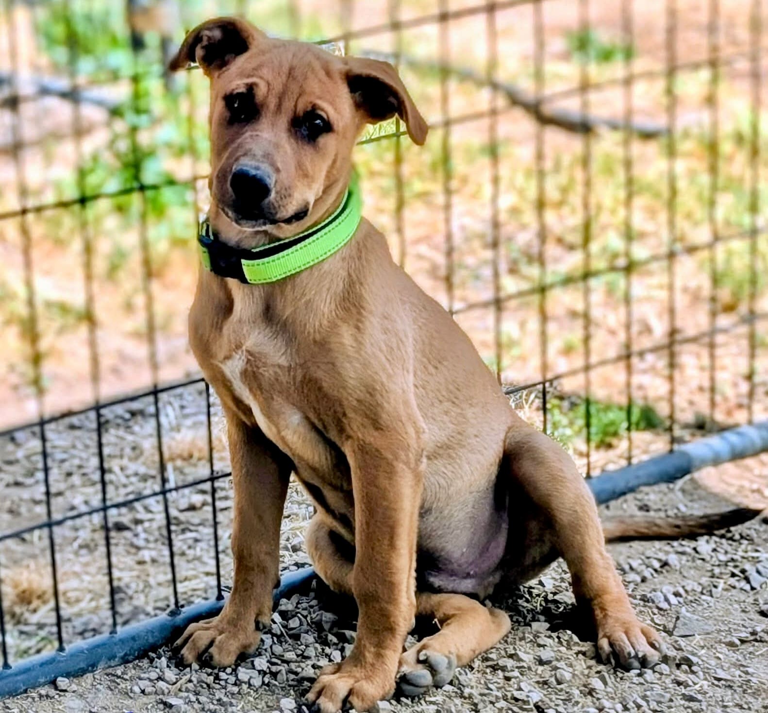 Addams_family_pup_Debo