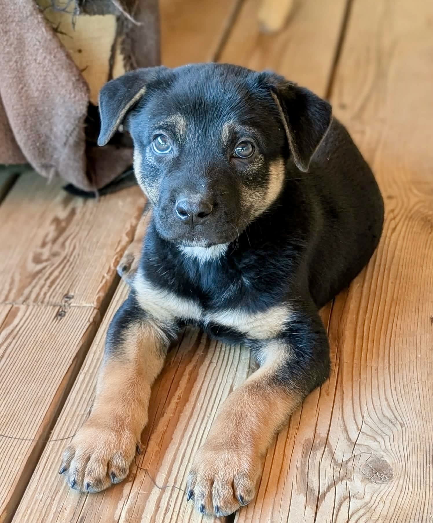 Berry_Patch_pup_Brio