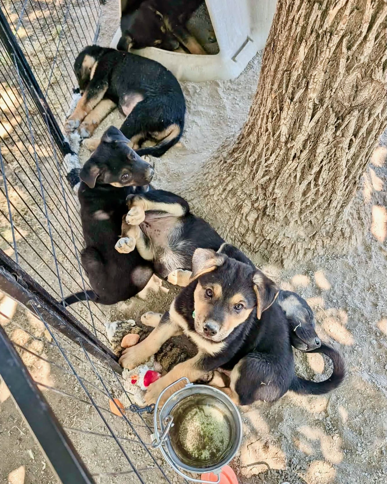 Berry_Patch_pups