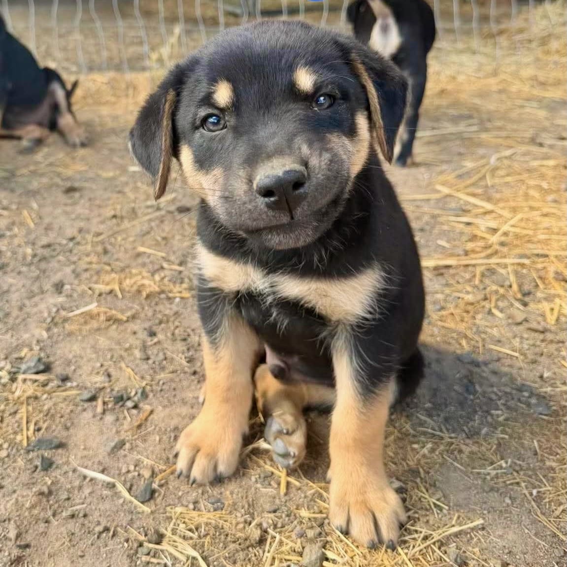 Disney_pup_Mowgli