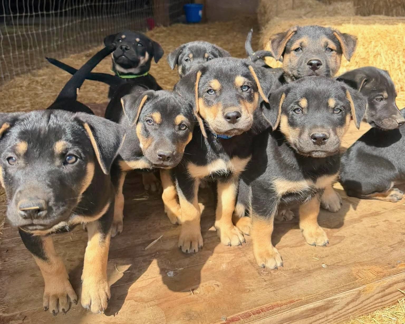 Disney_pups_group