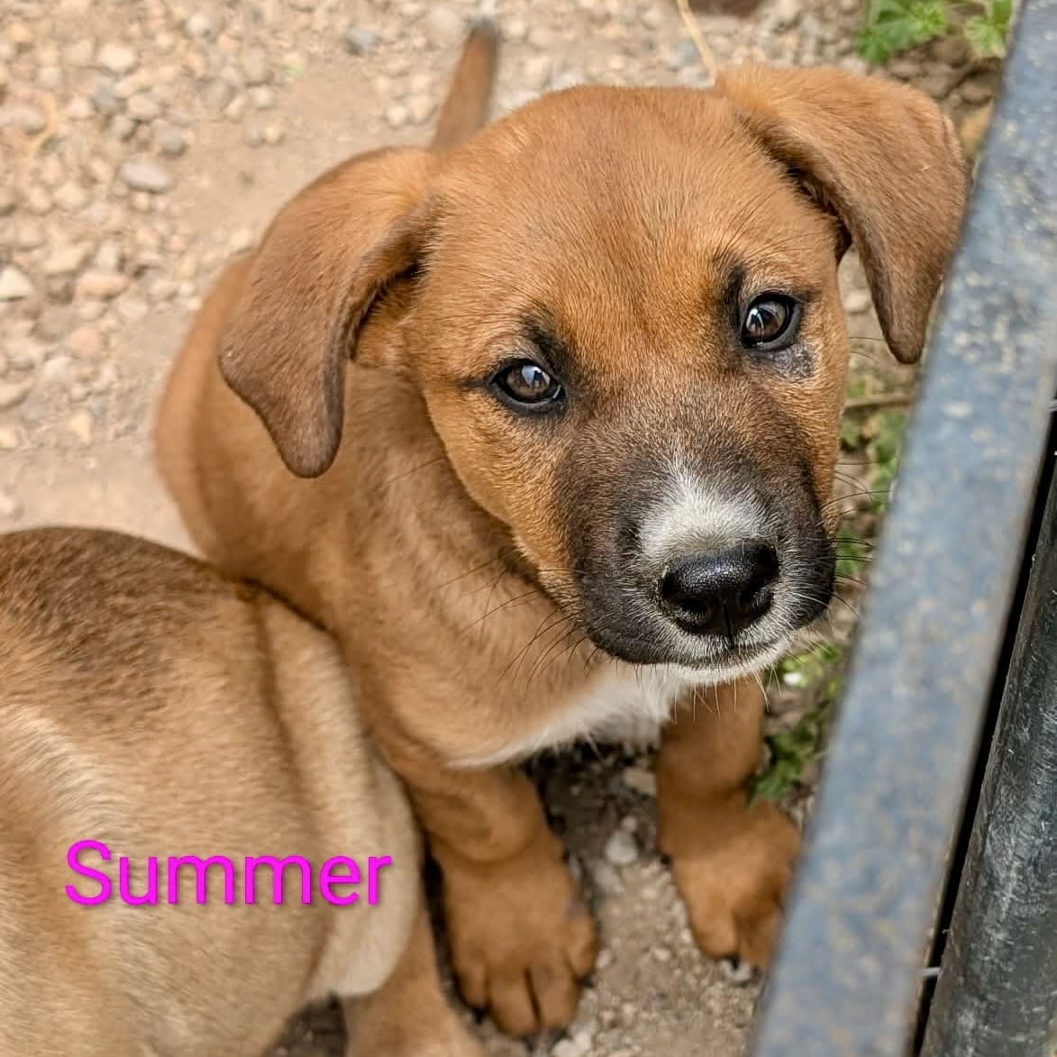 Happy_Camp_pup_Summer