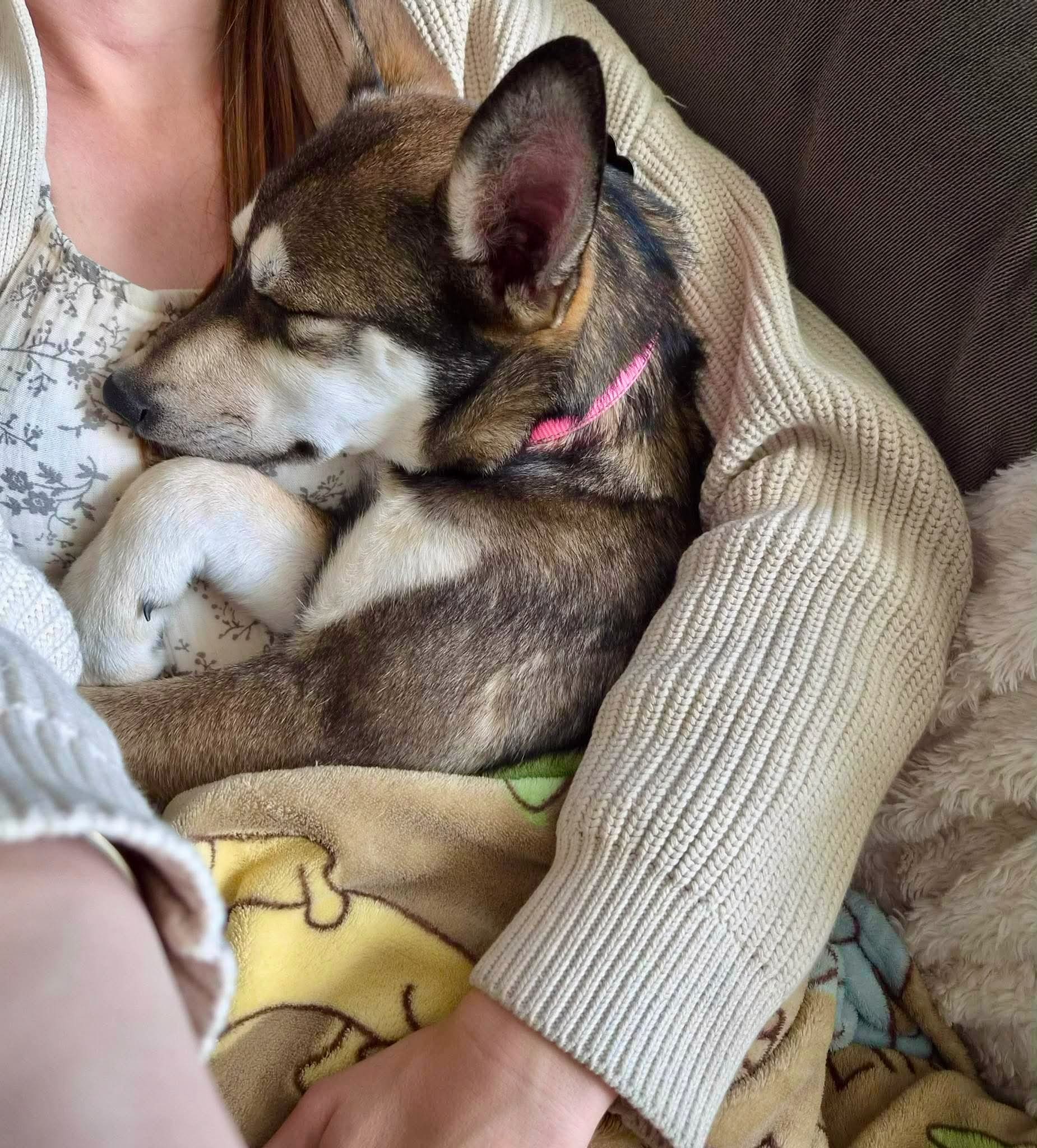 Luna_adoption_picture