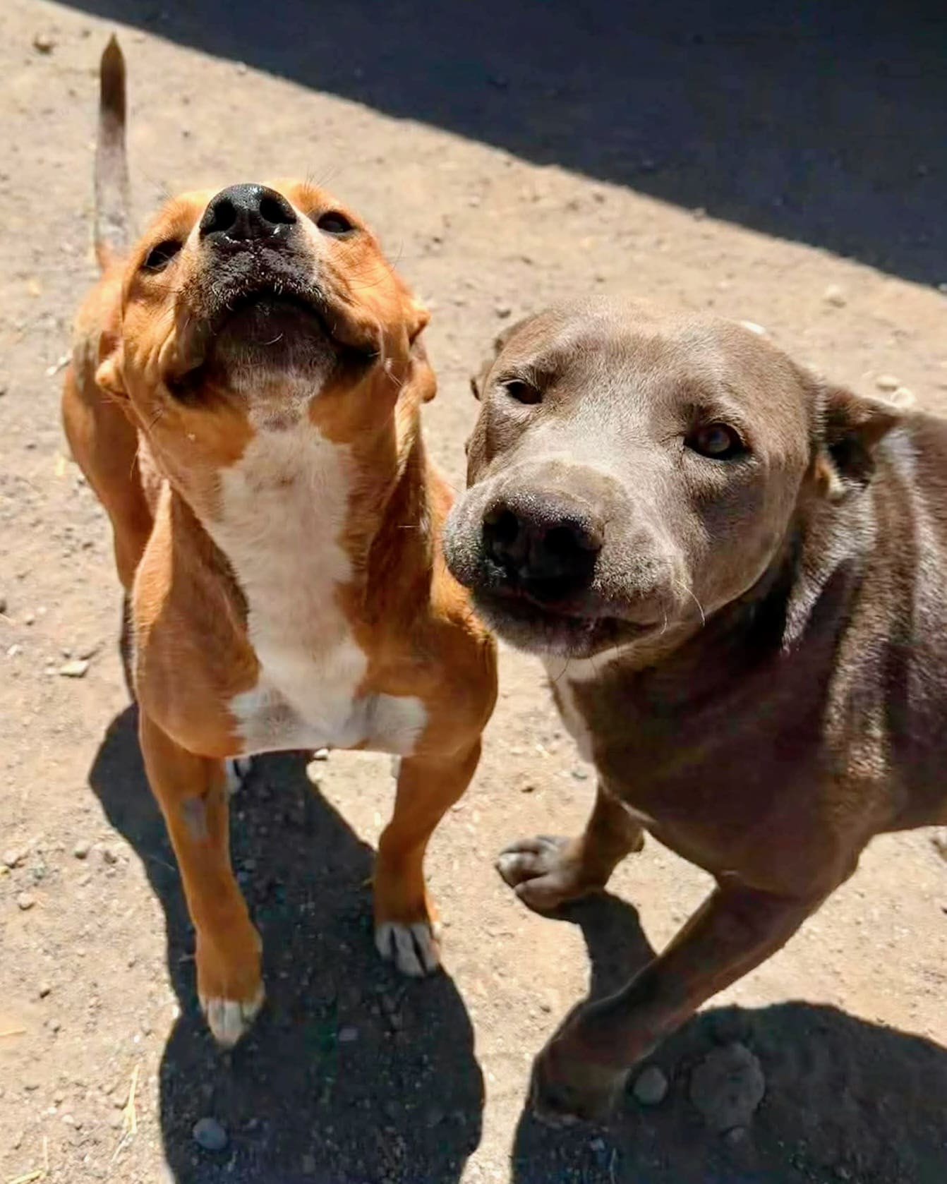 Marcella_Stewey_pitties