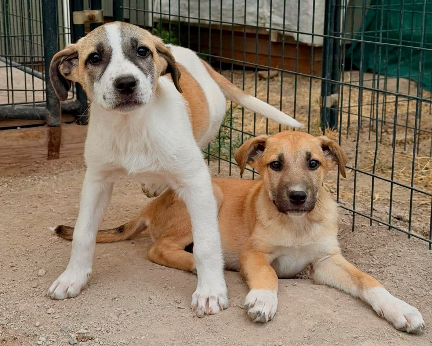 Muppets_pups_parvo_survivors2