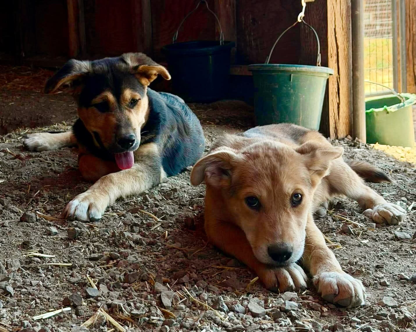 Olly_and_Opal_pups