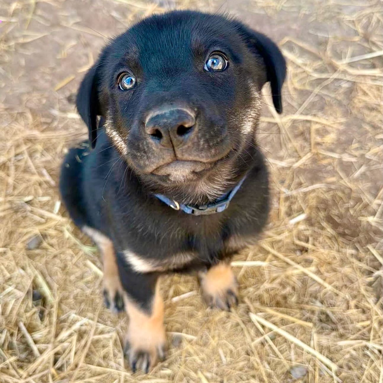 Tailgater_pup_Barkley