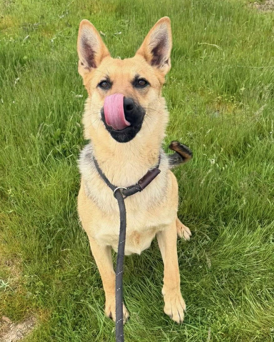 Madeline_tongue_out