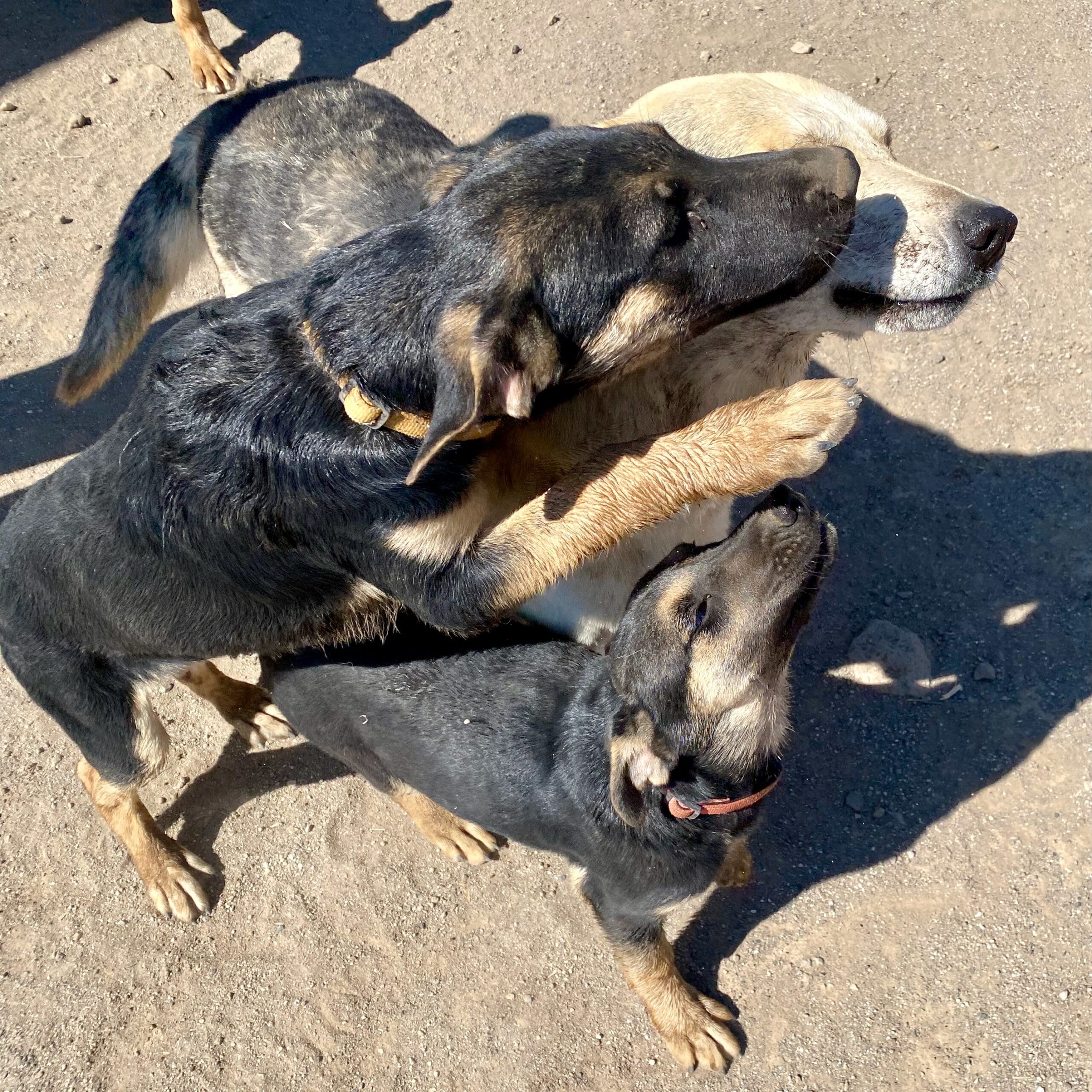 Avalon_engulfed_pups