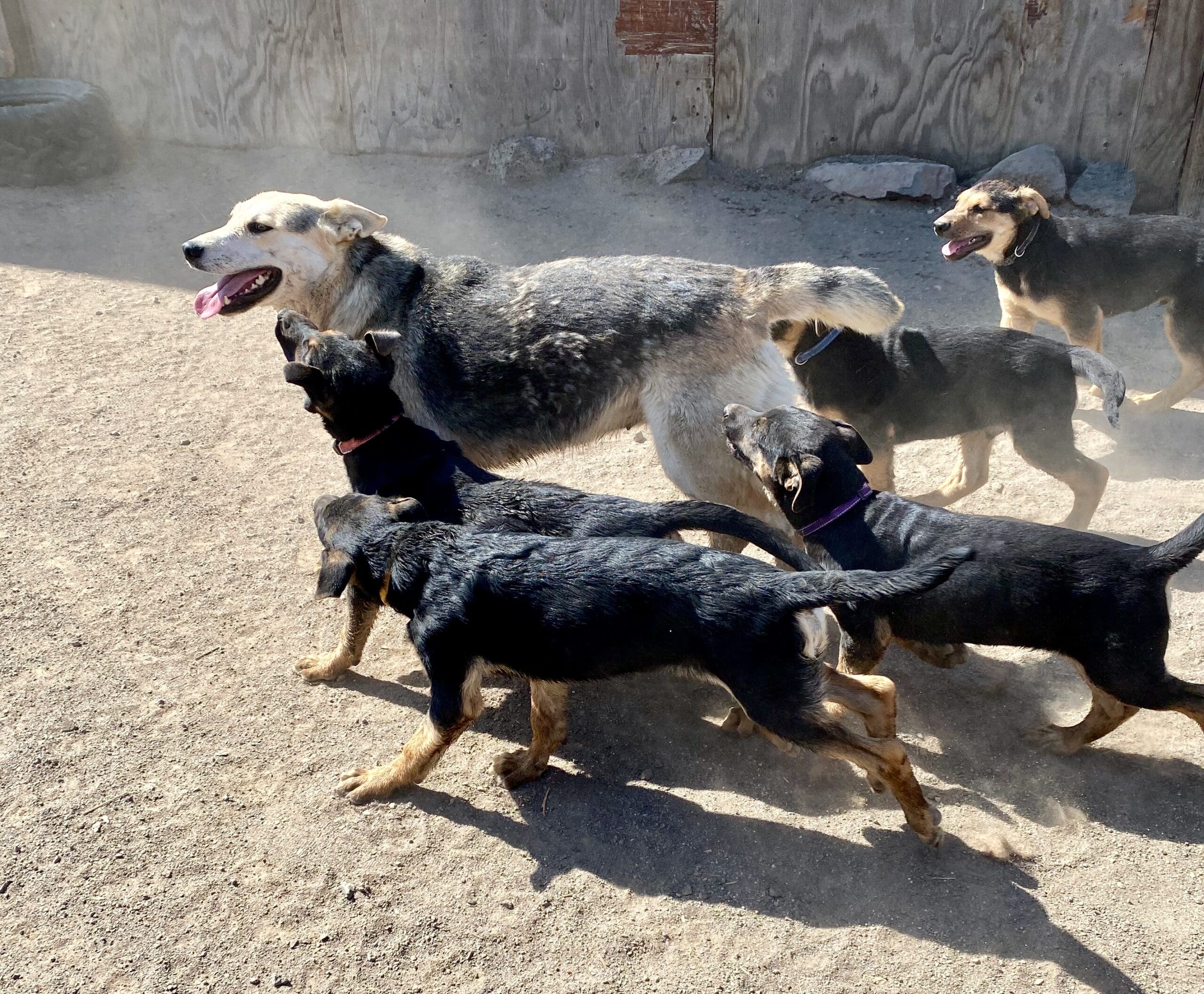 Avalon_running_with_puppies