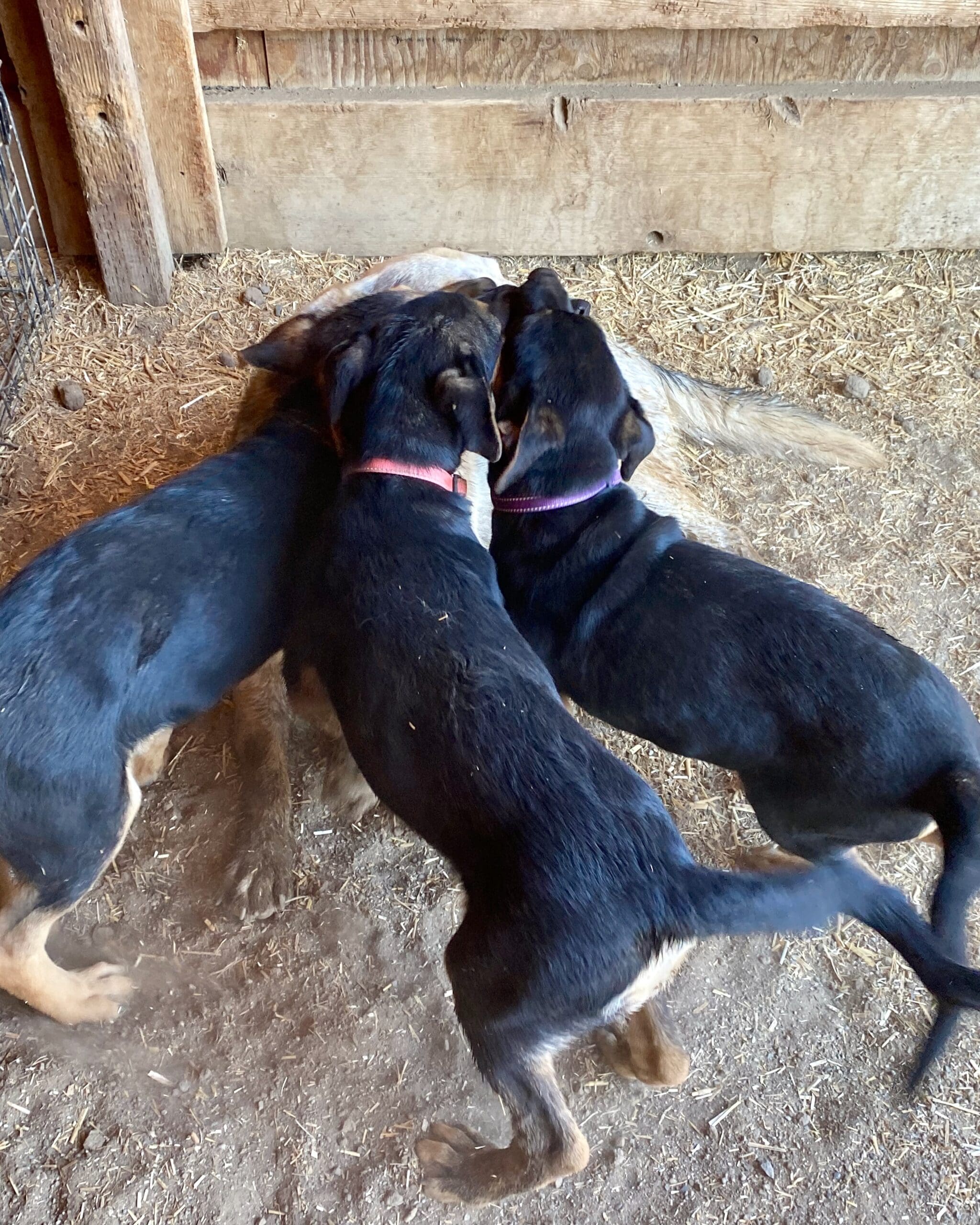 Avalon_surrounded_pups