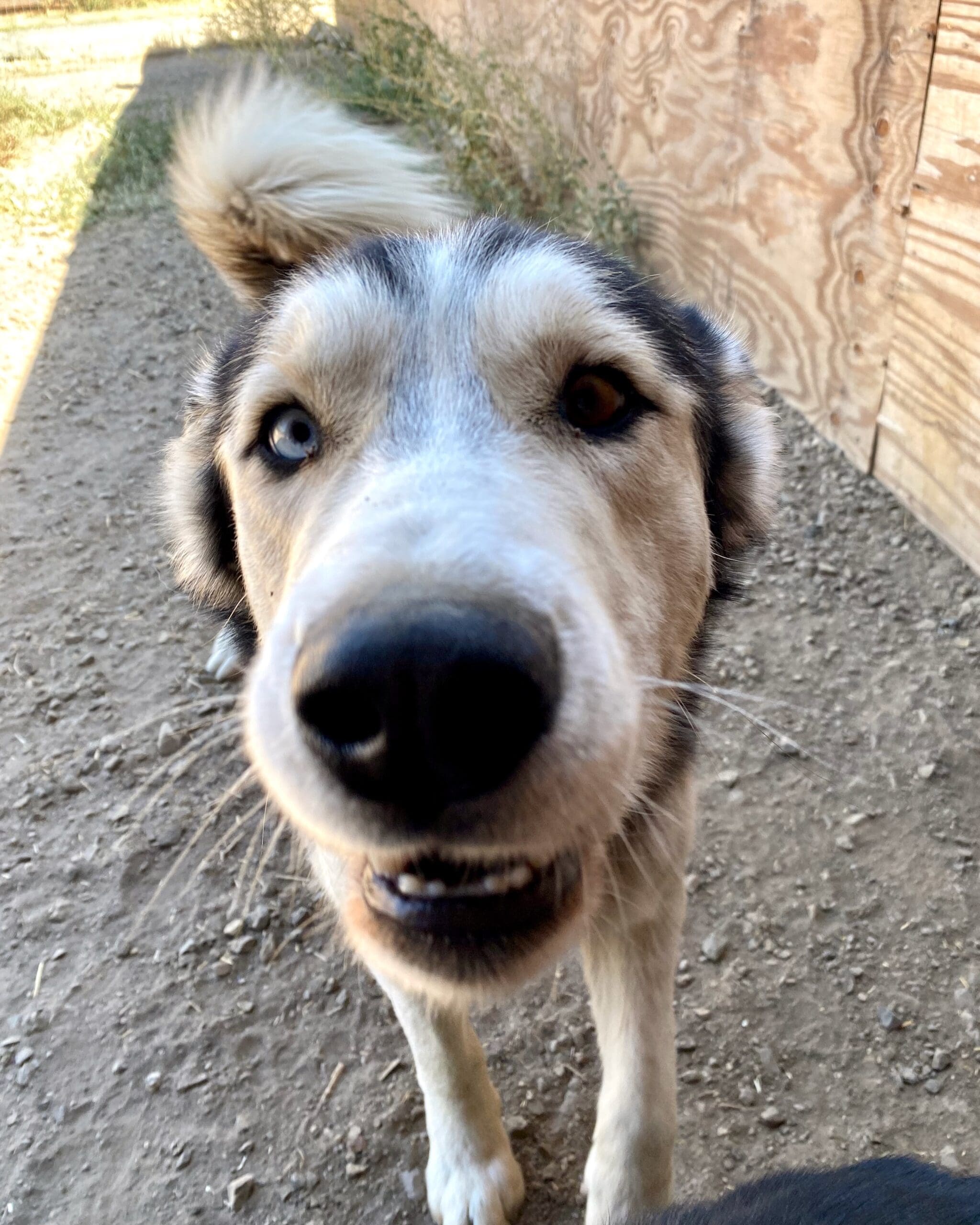 Koda_close_up