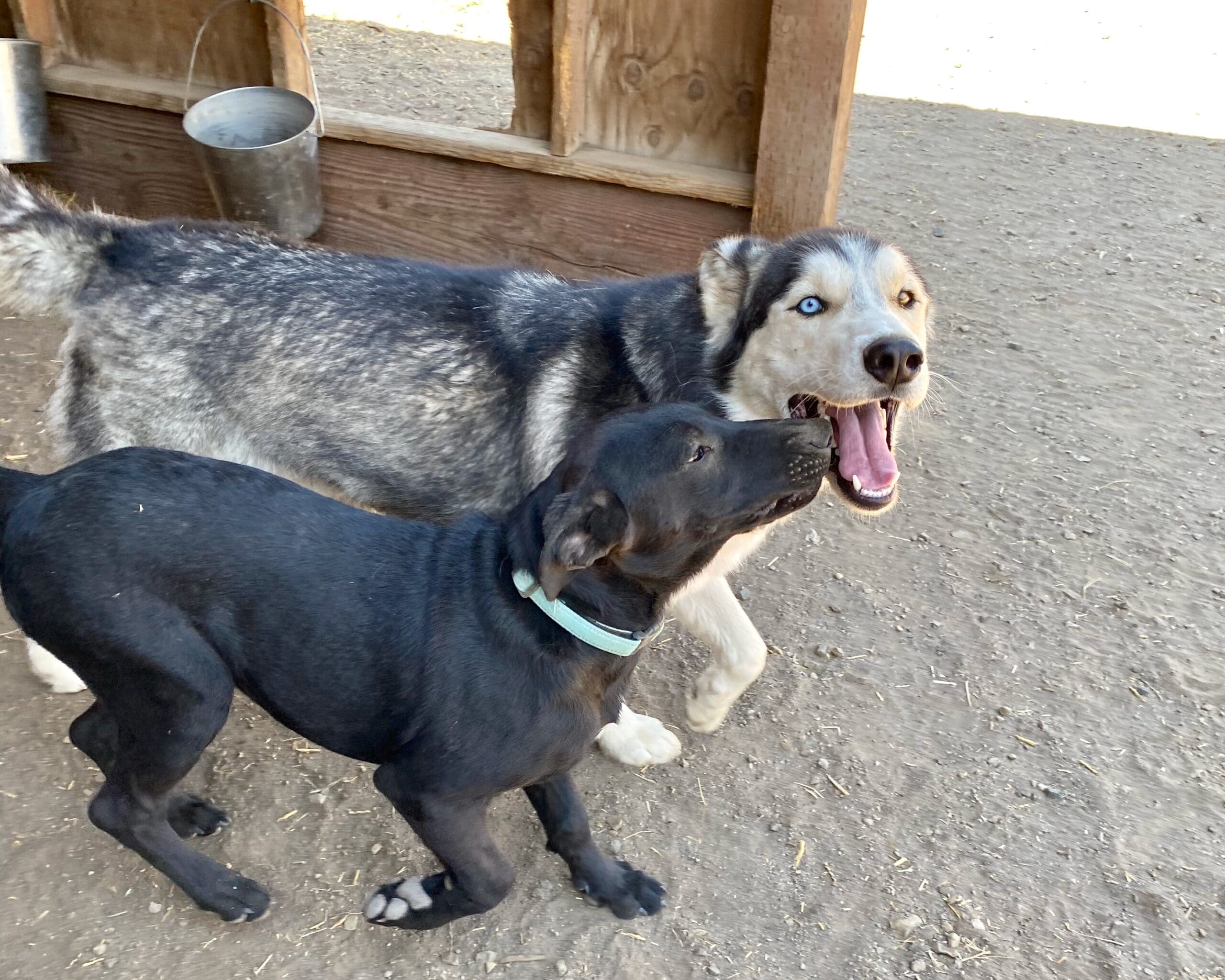 Koda_full_puppy