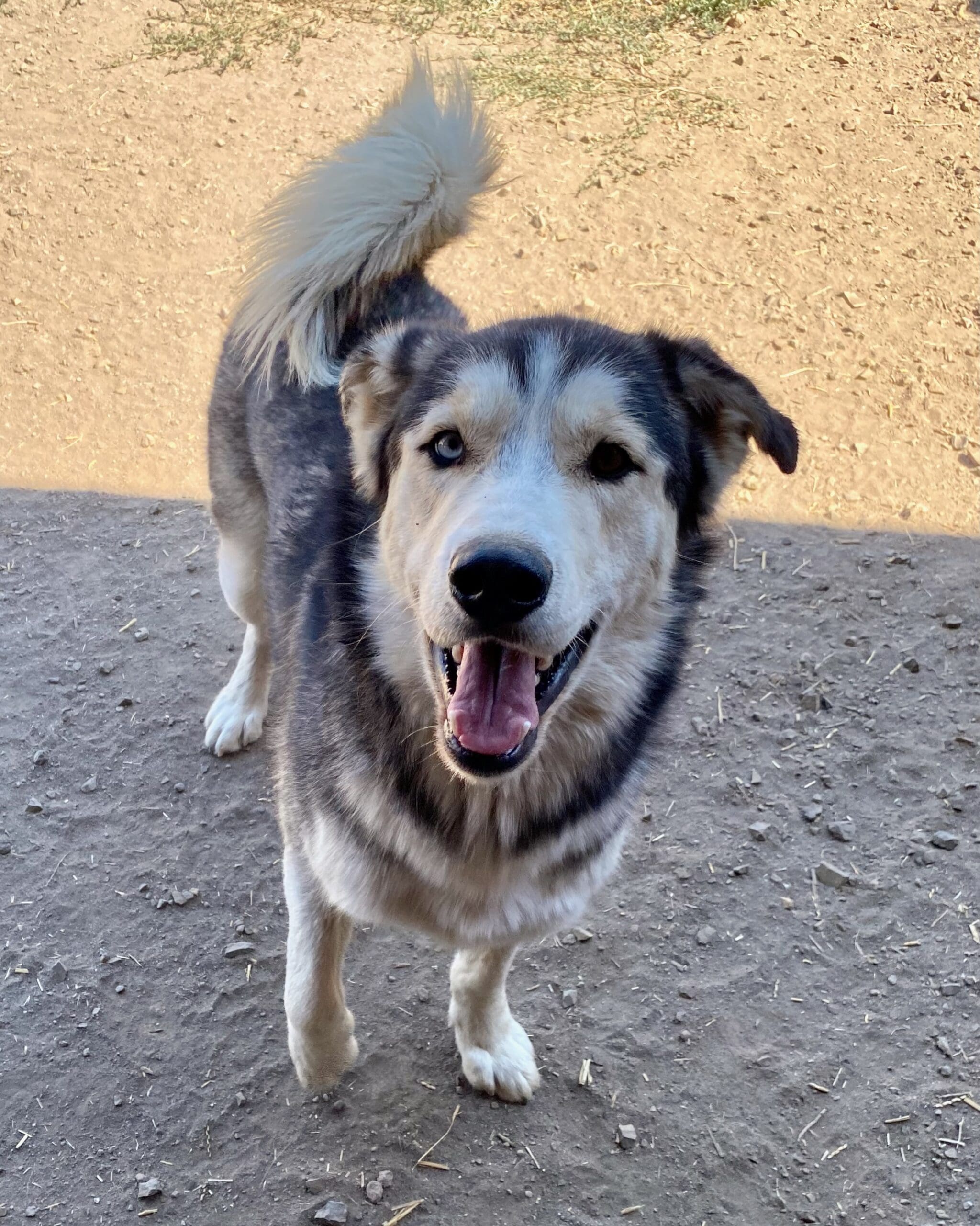 Koda_goofy_portrait