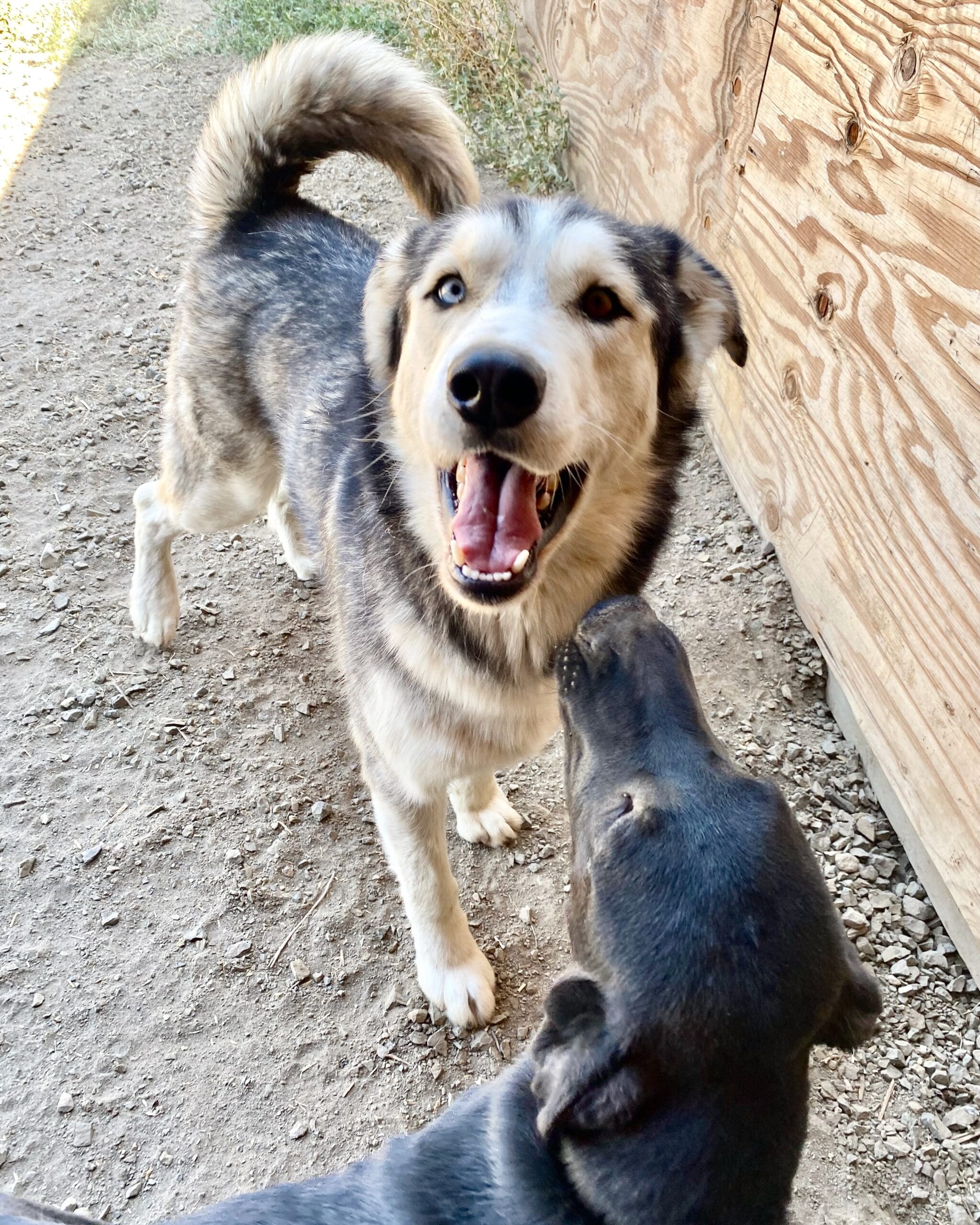 Koda_happy_pup