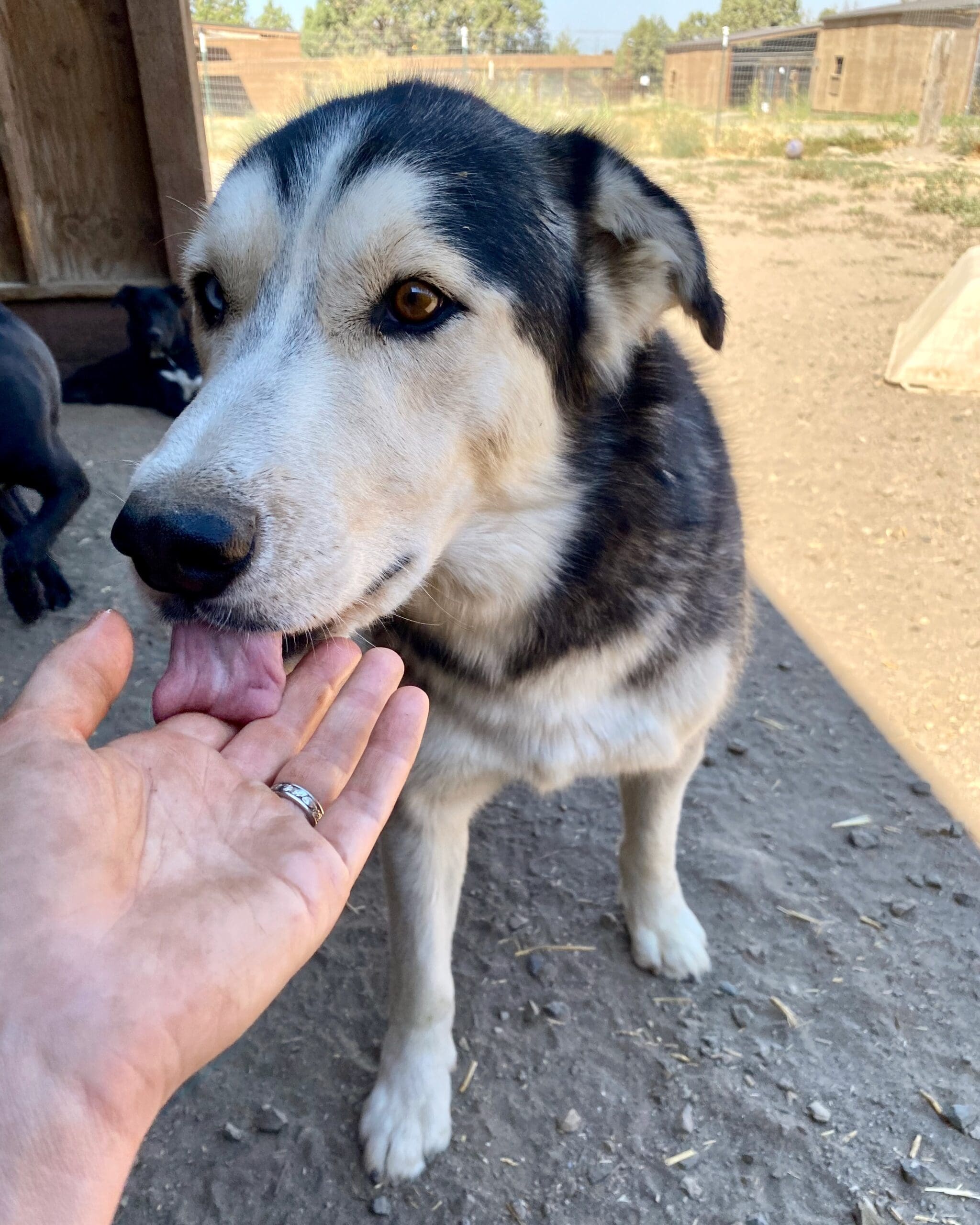 Koda_kissing_hand