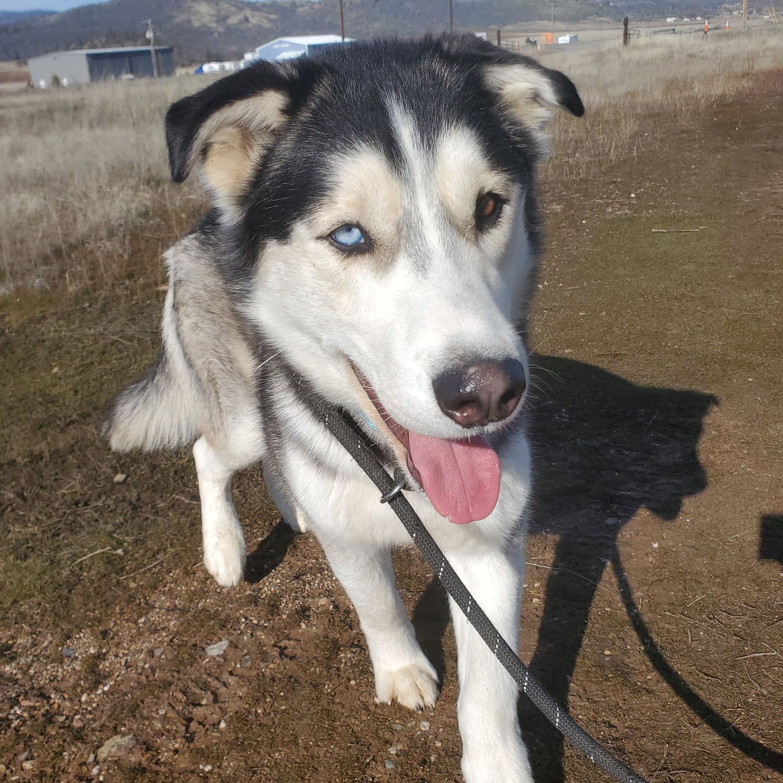 Koda_on_leash