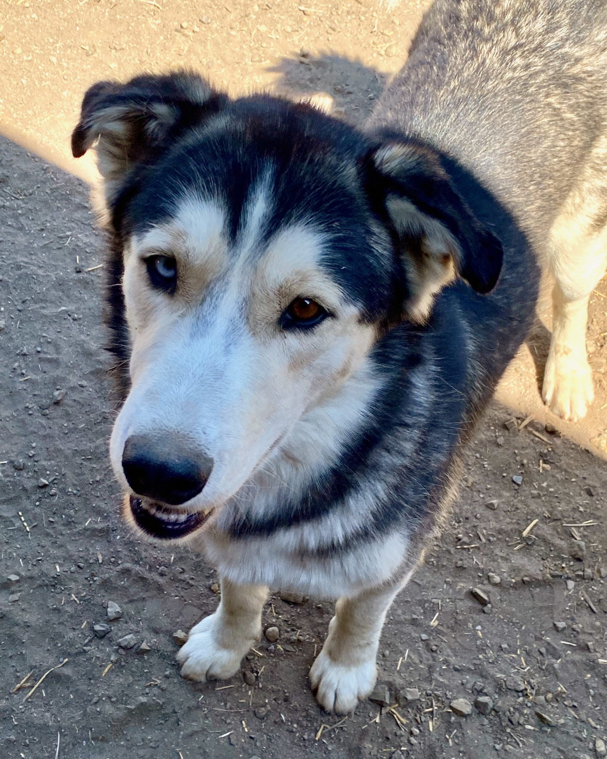 Koda_portrait