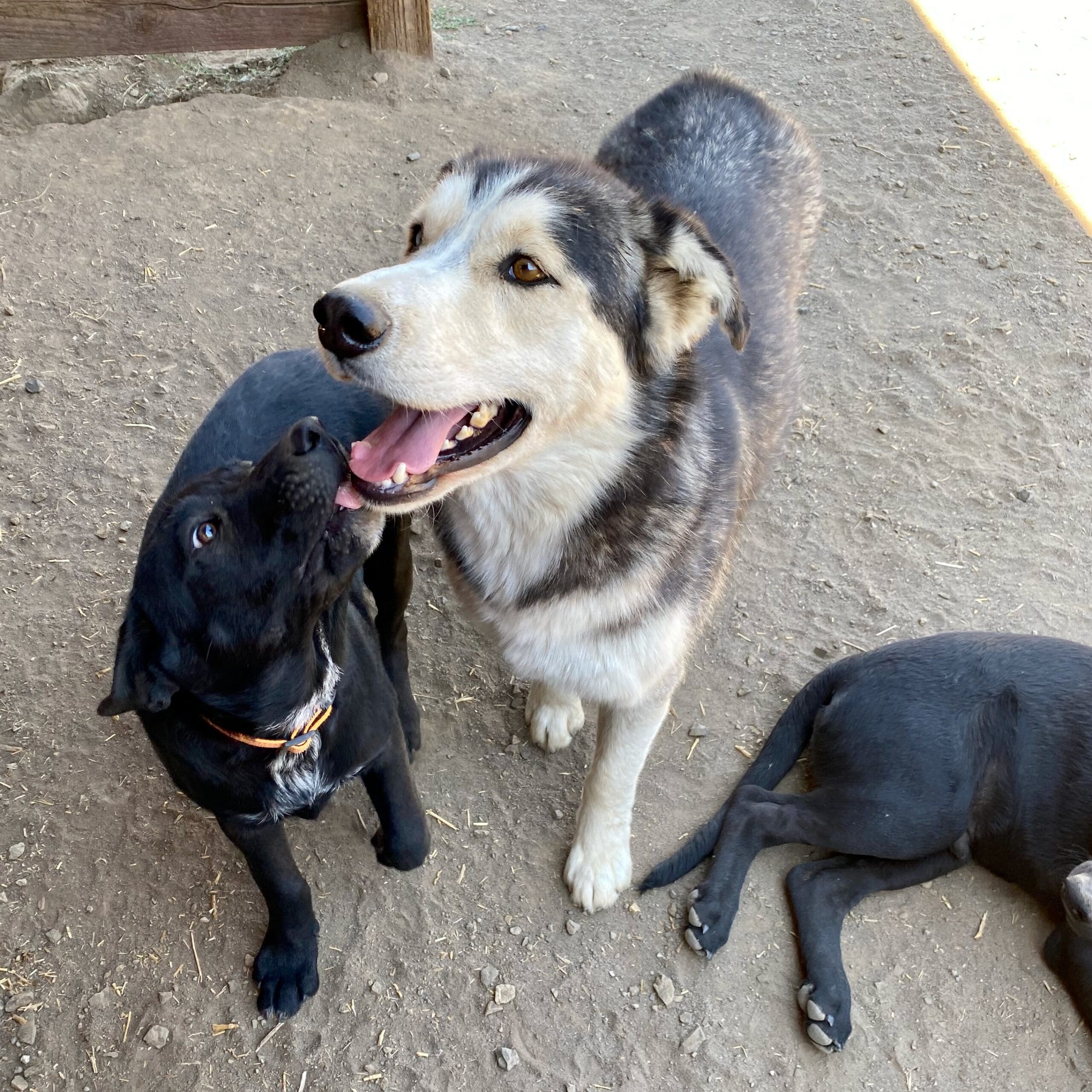 Koda_smiling