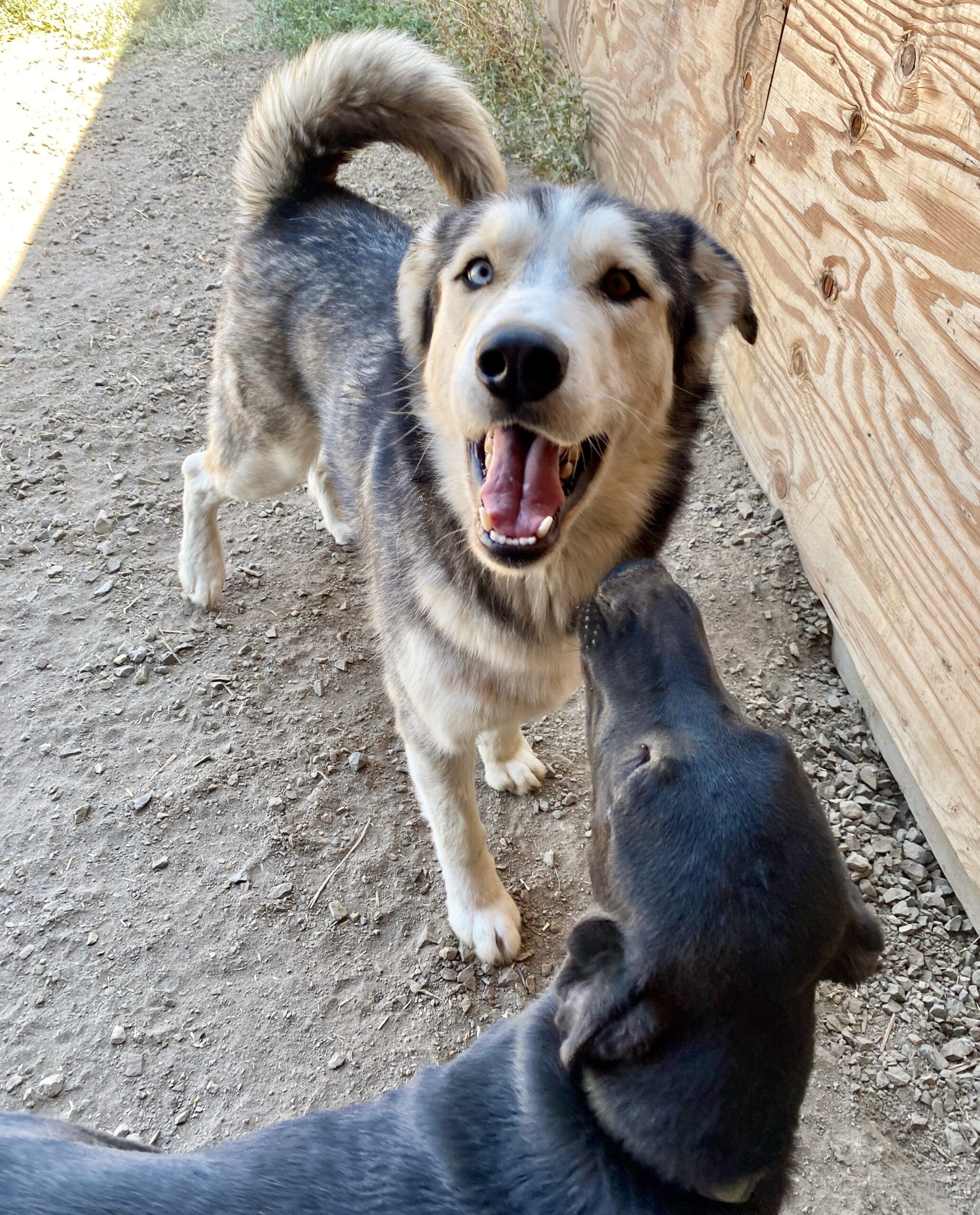 Koda_smiling_pup