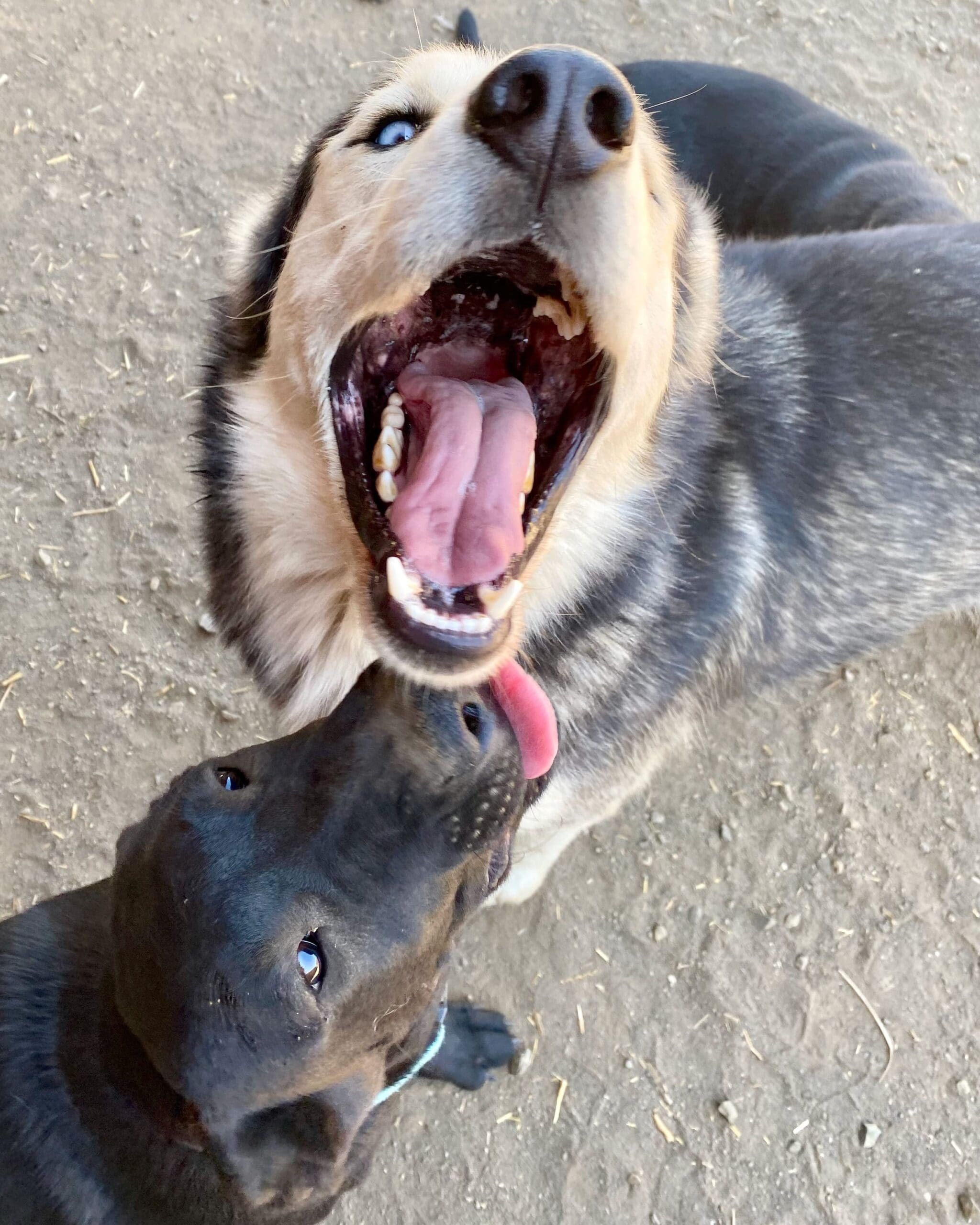 Koda_smiling_with_pup