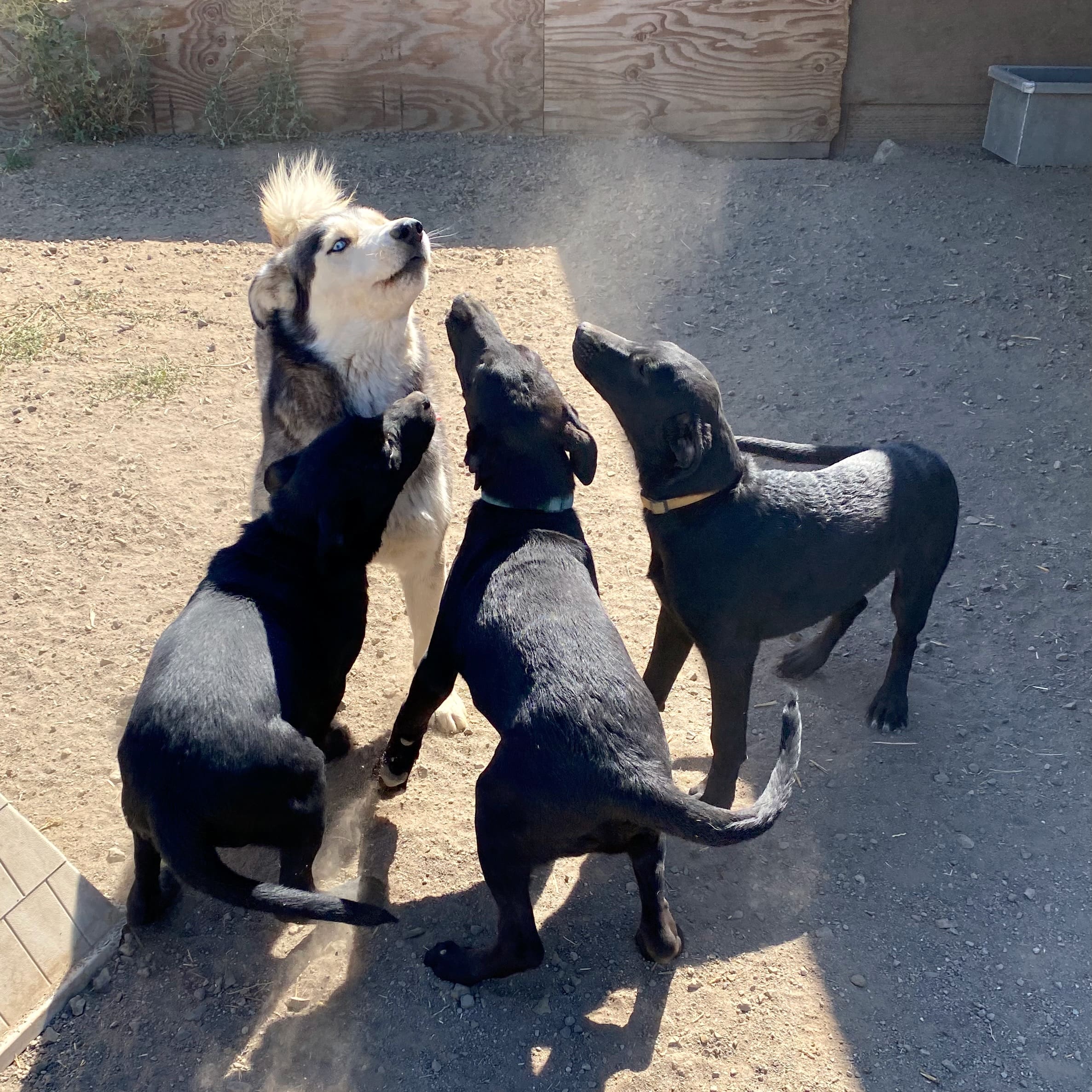 Koda_with_three_pups