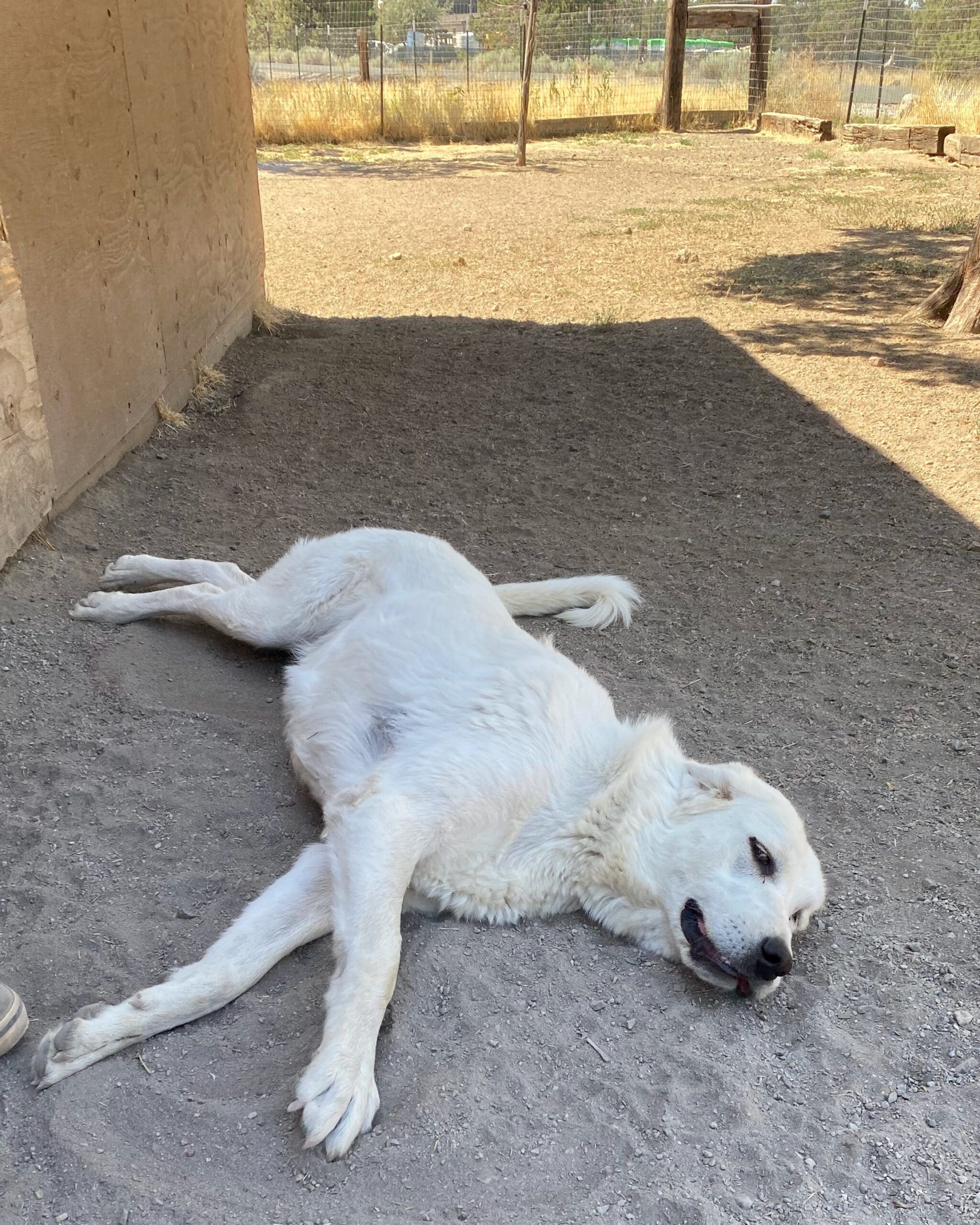 Pru_resting