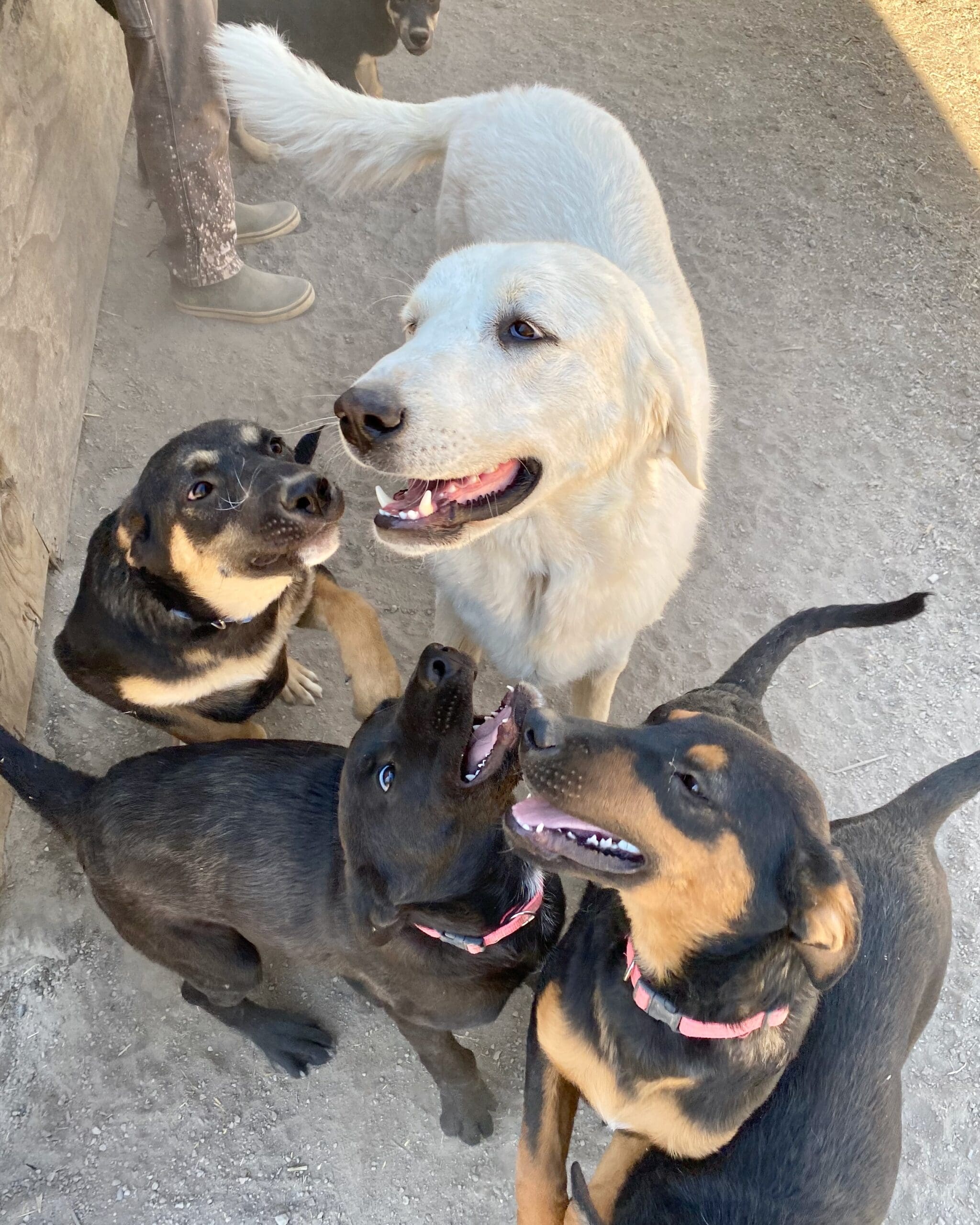 Pru_smiling_pups