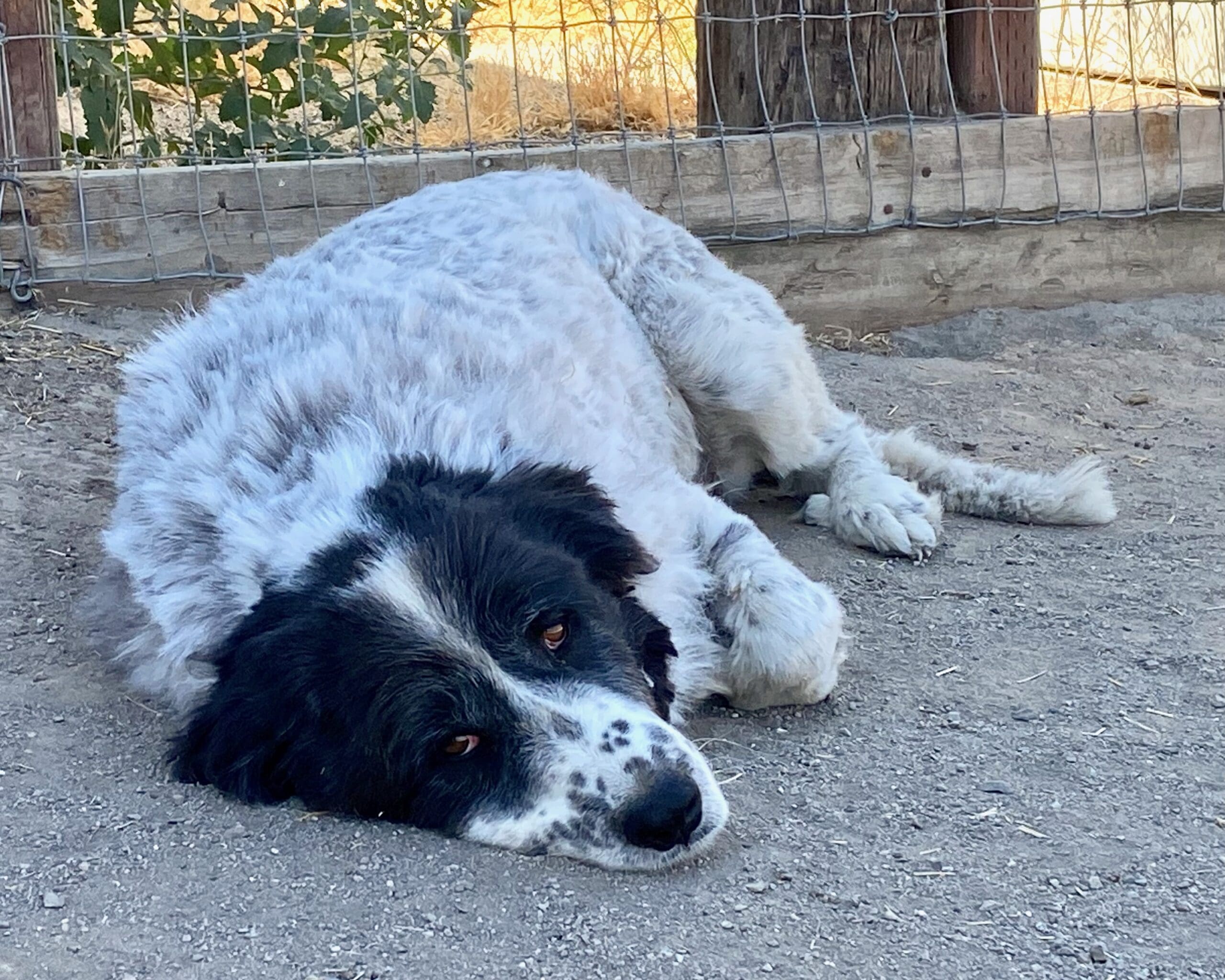 Rein_portrait_resting