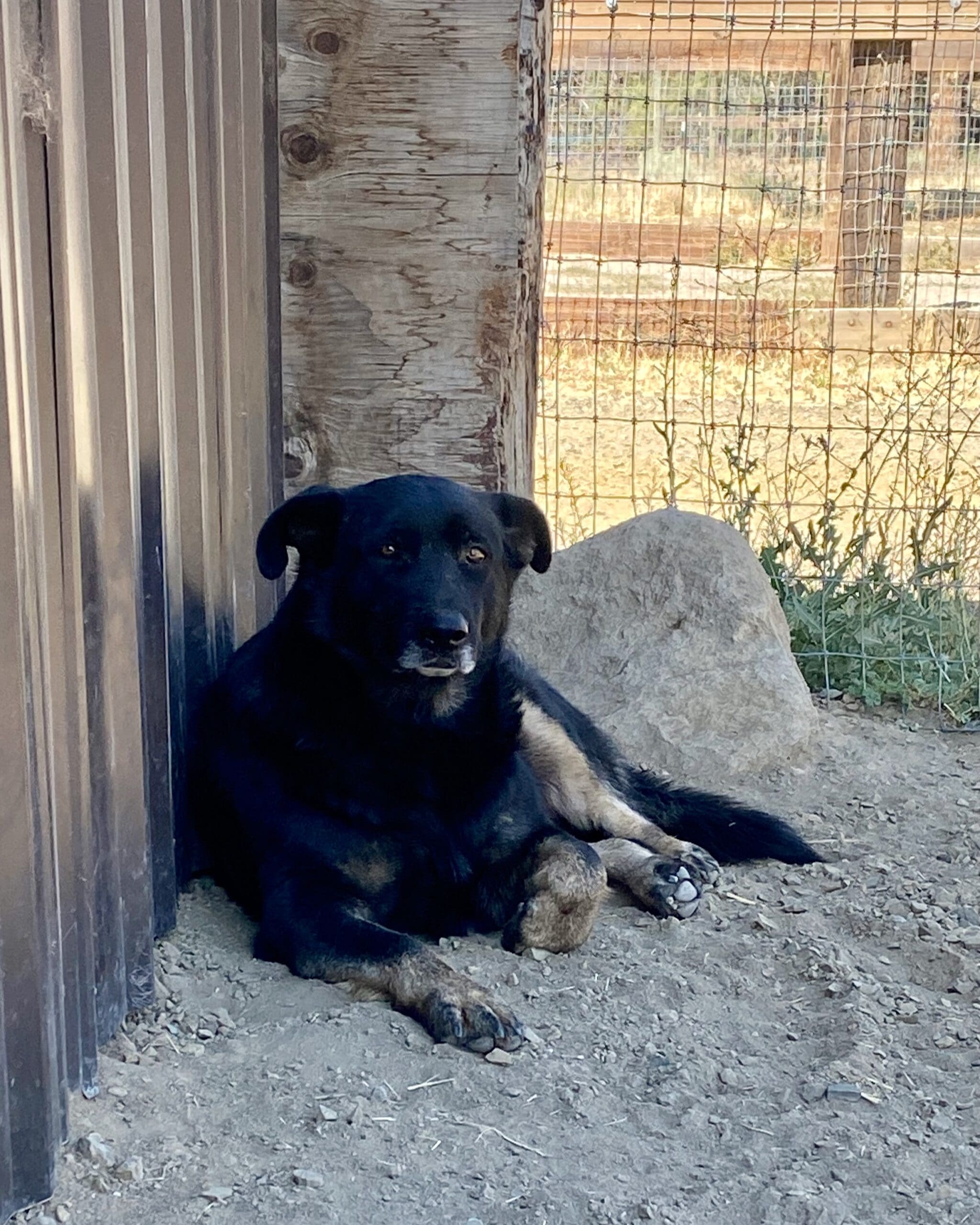 Rosie_resting