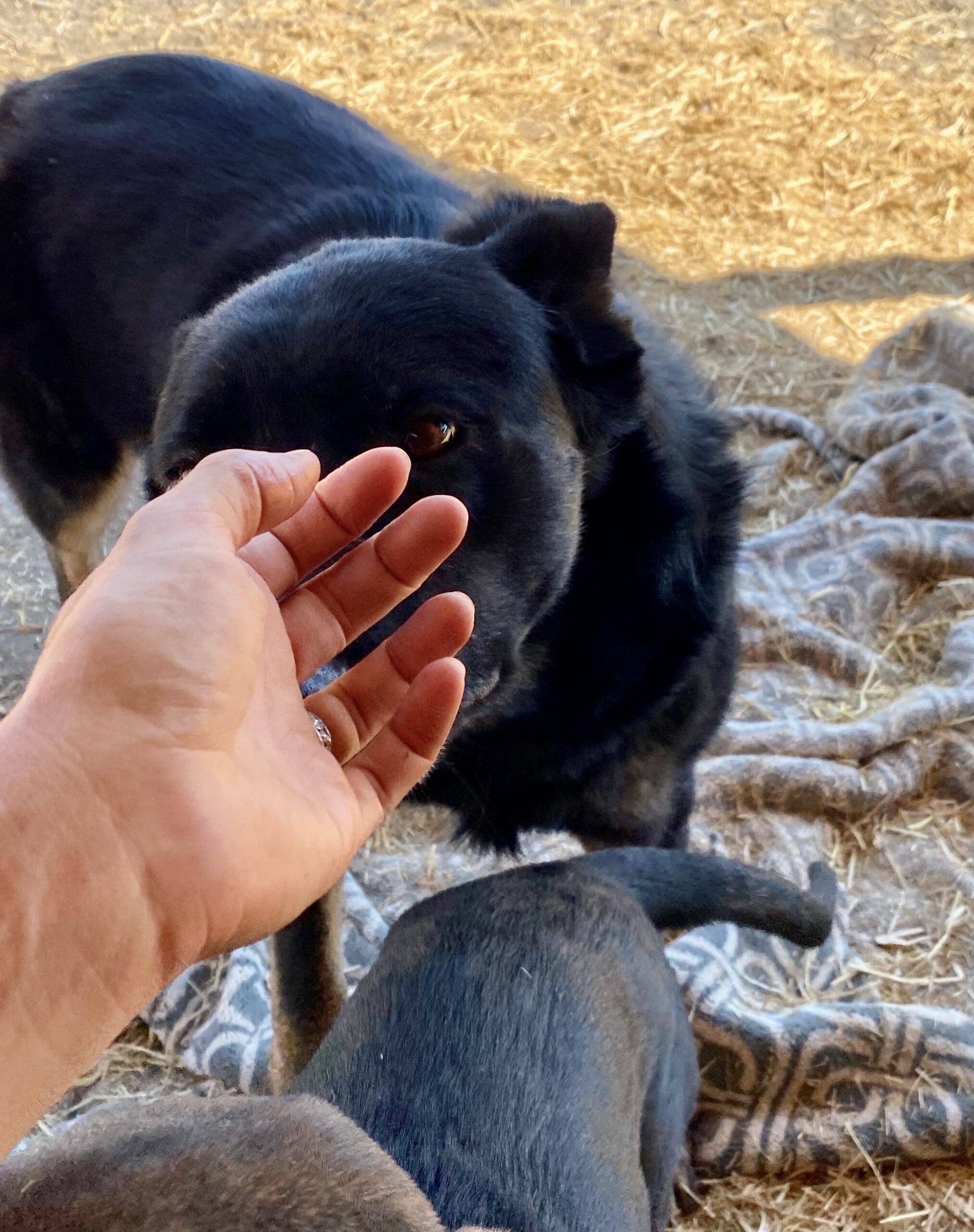 Rosie_sniffing_hand