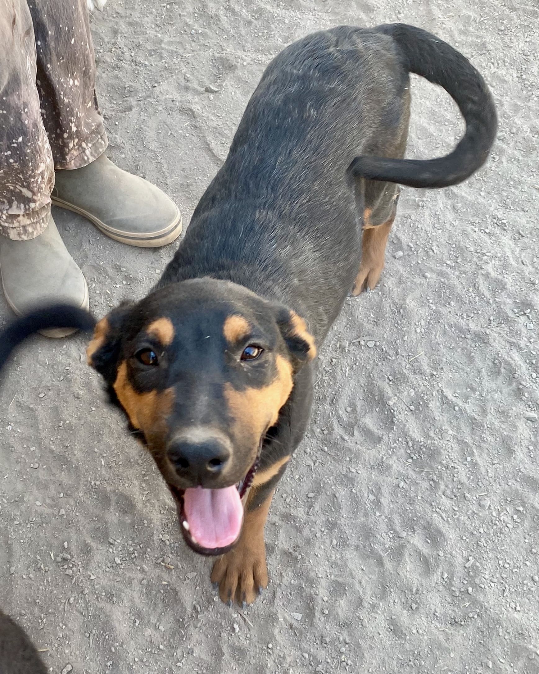 Ava_wagging_tail