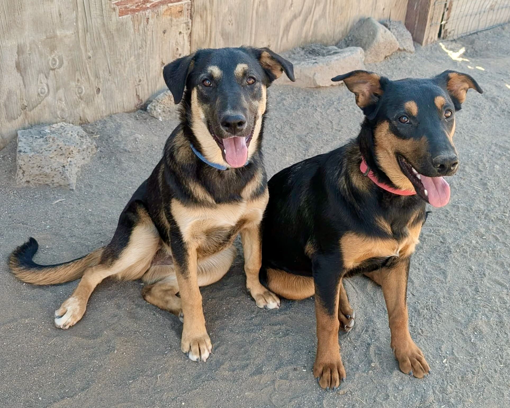 Boudica_Ava_shepherd_mix_pups