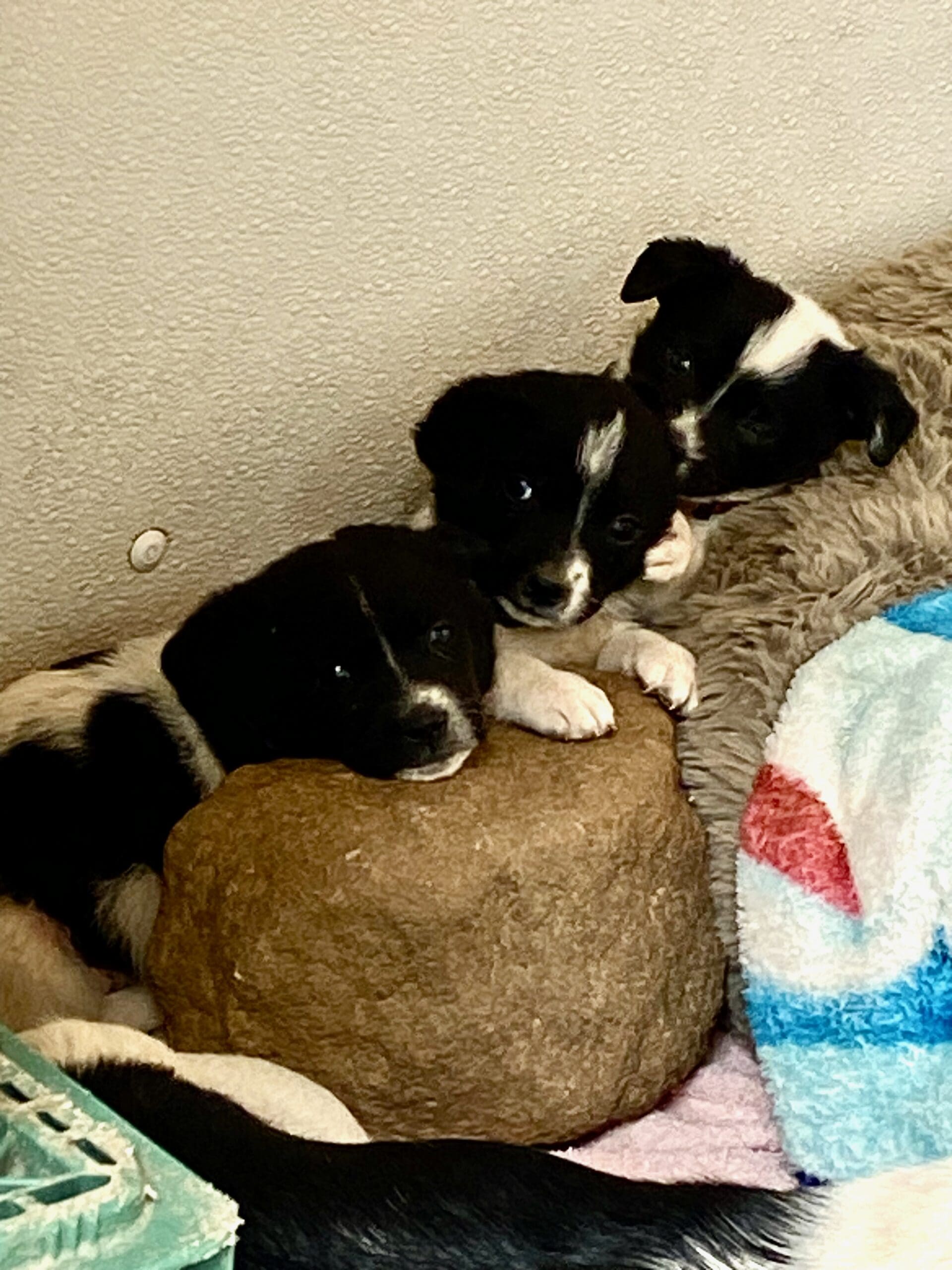 Box_pups_Shastina_strays