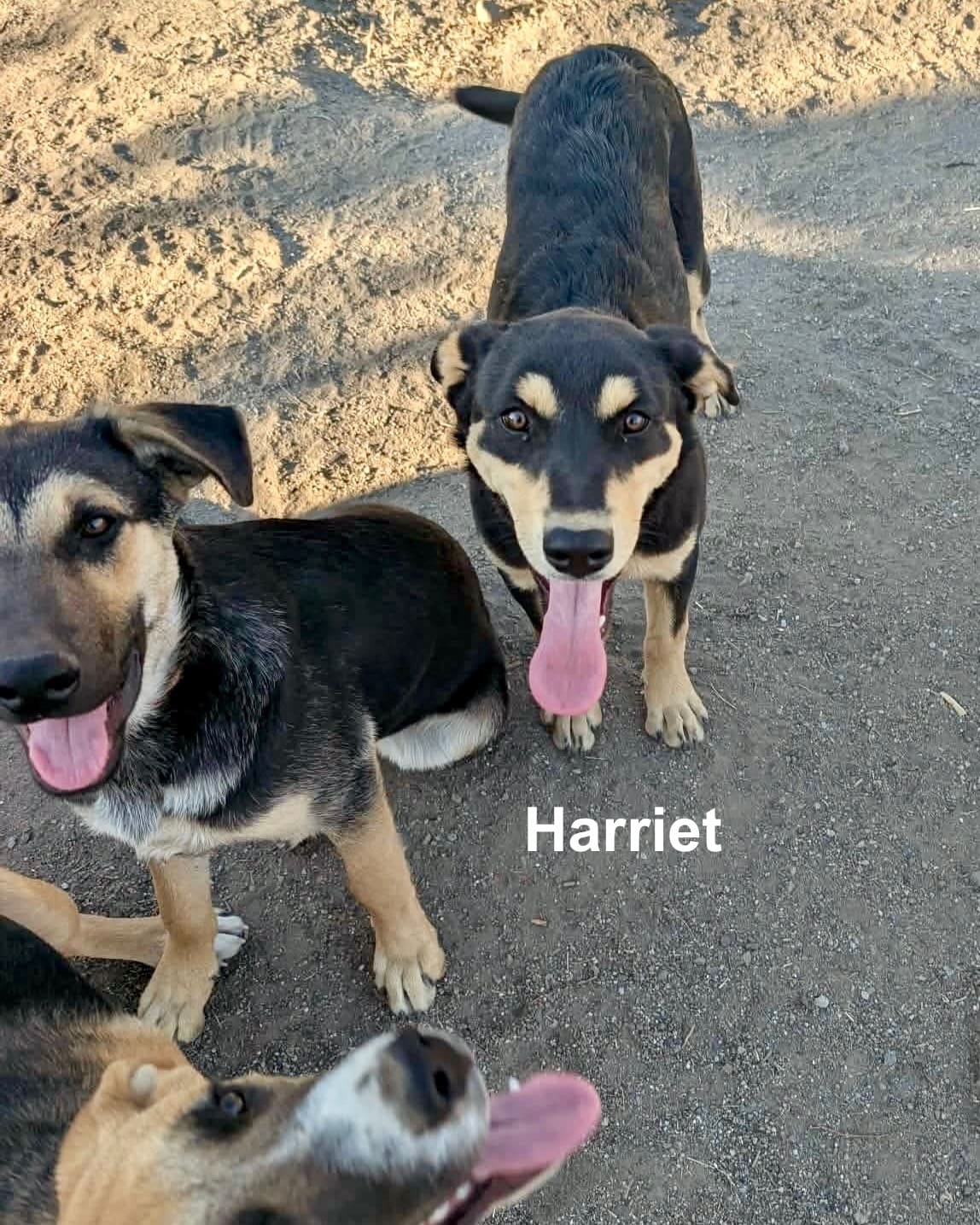 Harriet_group1