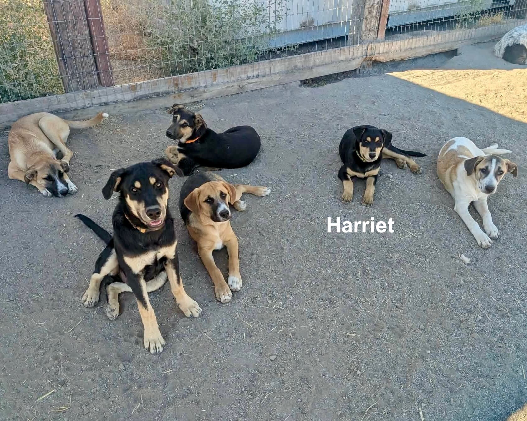 Harriet_group2