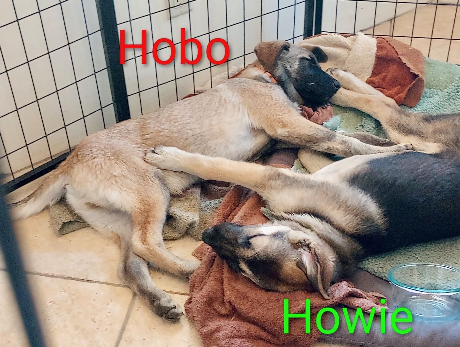 Hobo_Howie_kennel