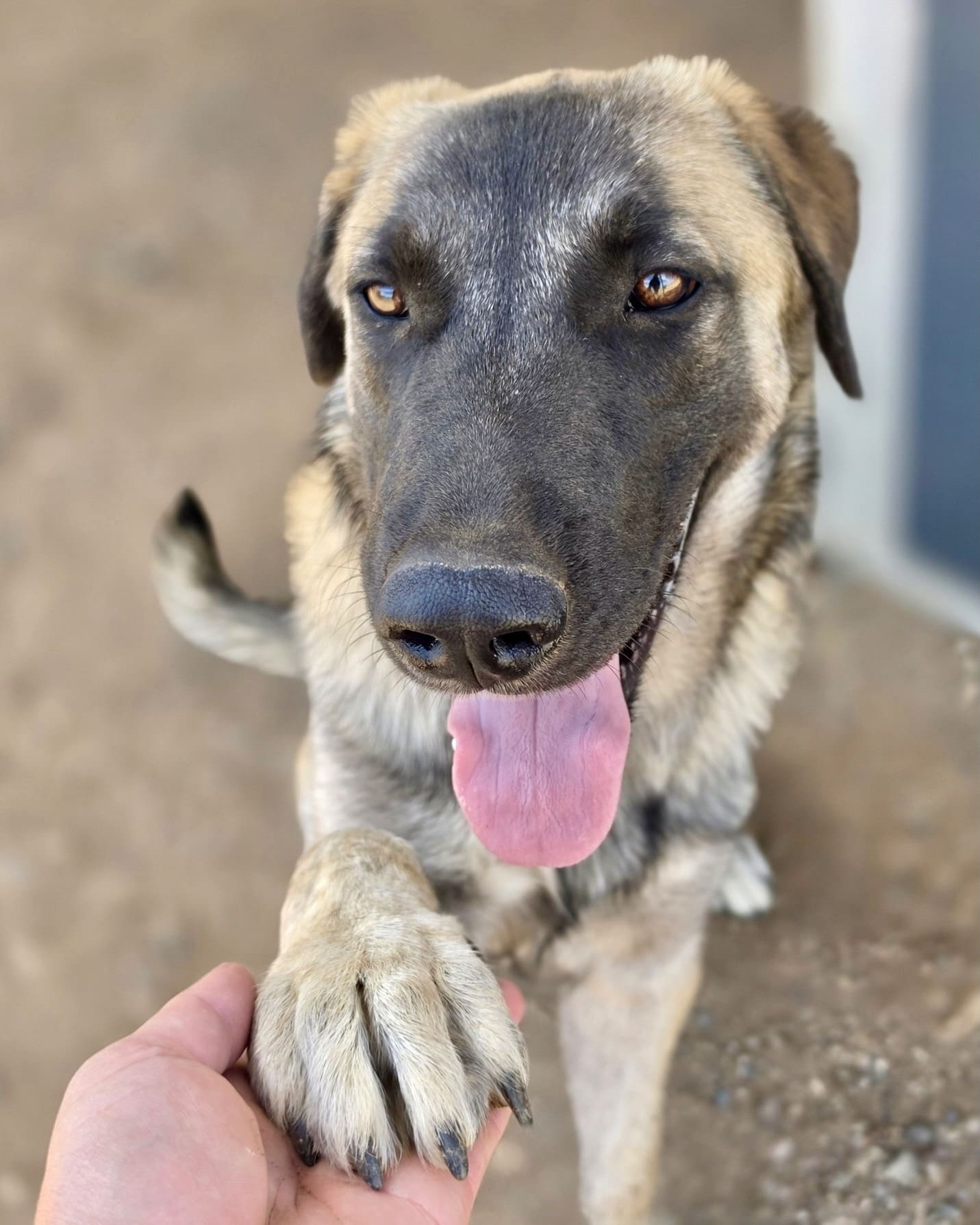 Hobo_paw_shake