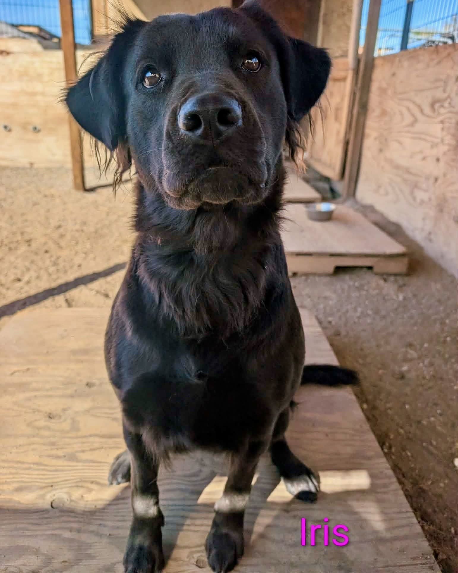 Iris_retriever_portrait