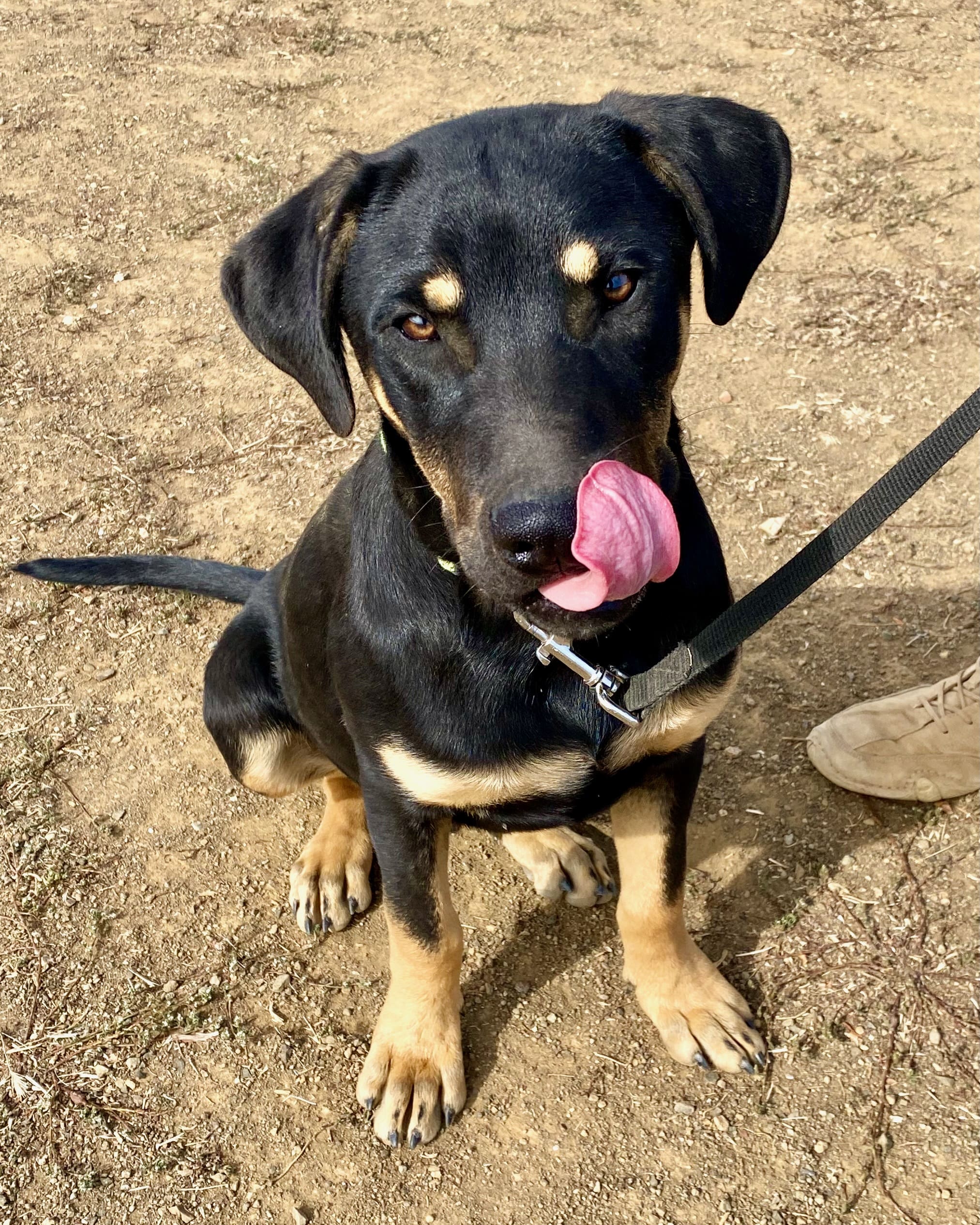 Jiminy_tongue