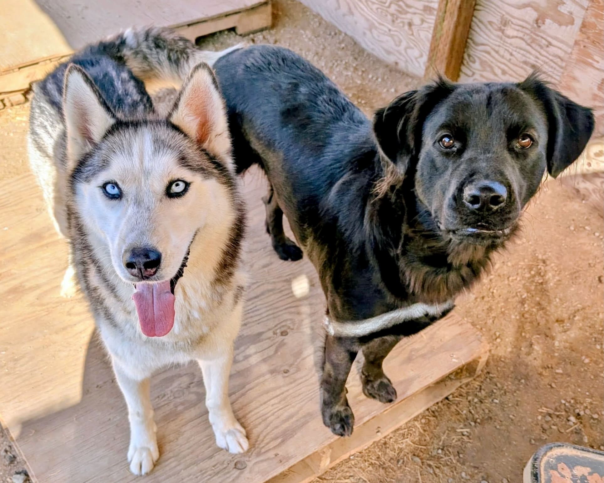 Kira_and_Iris