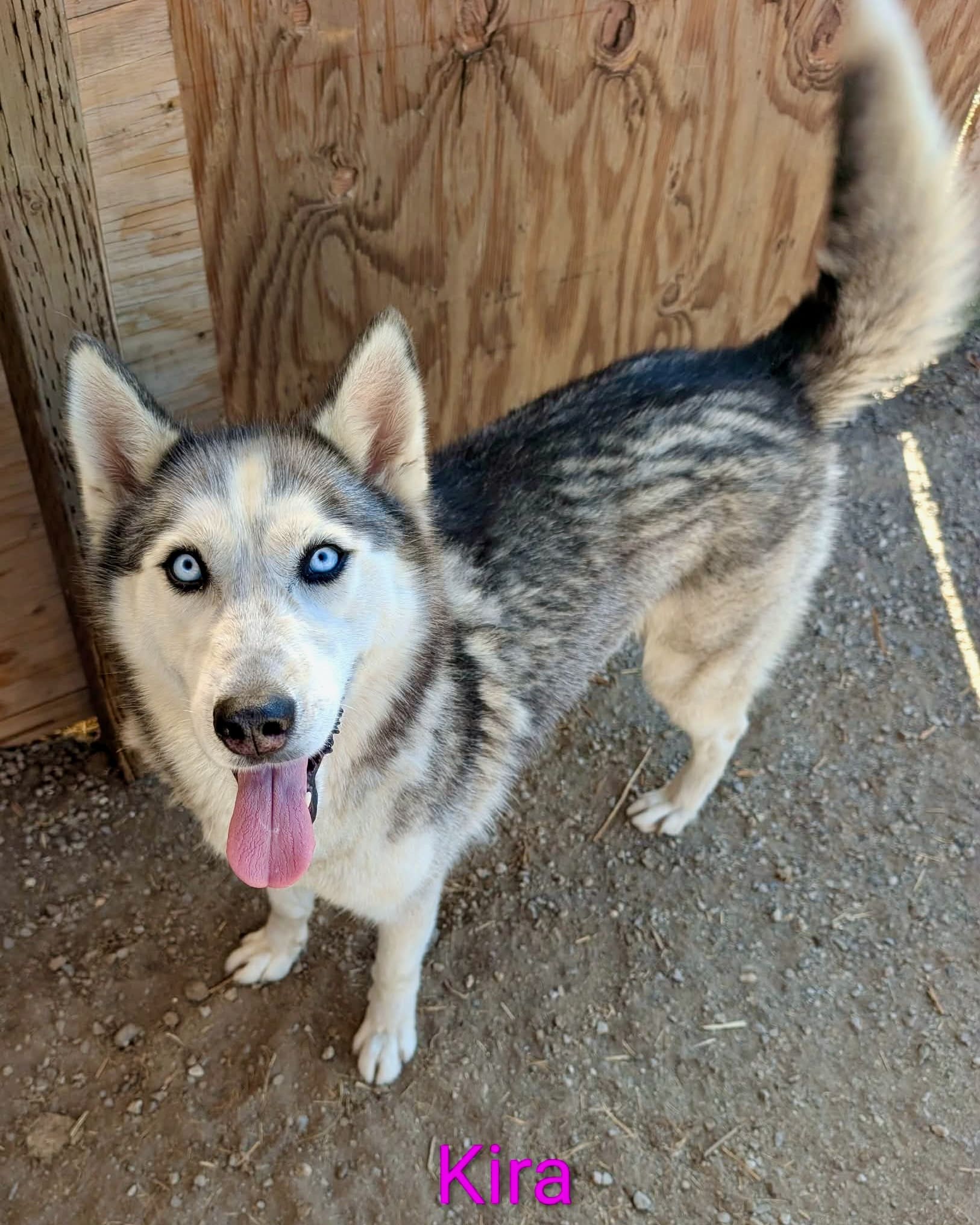Kira_husky_portrait