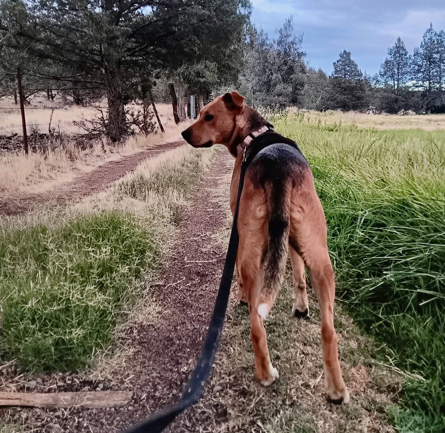 Scotty_trail