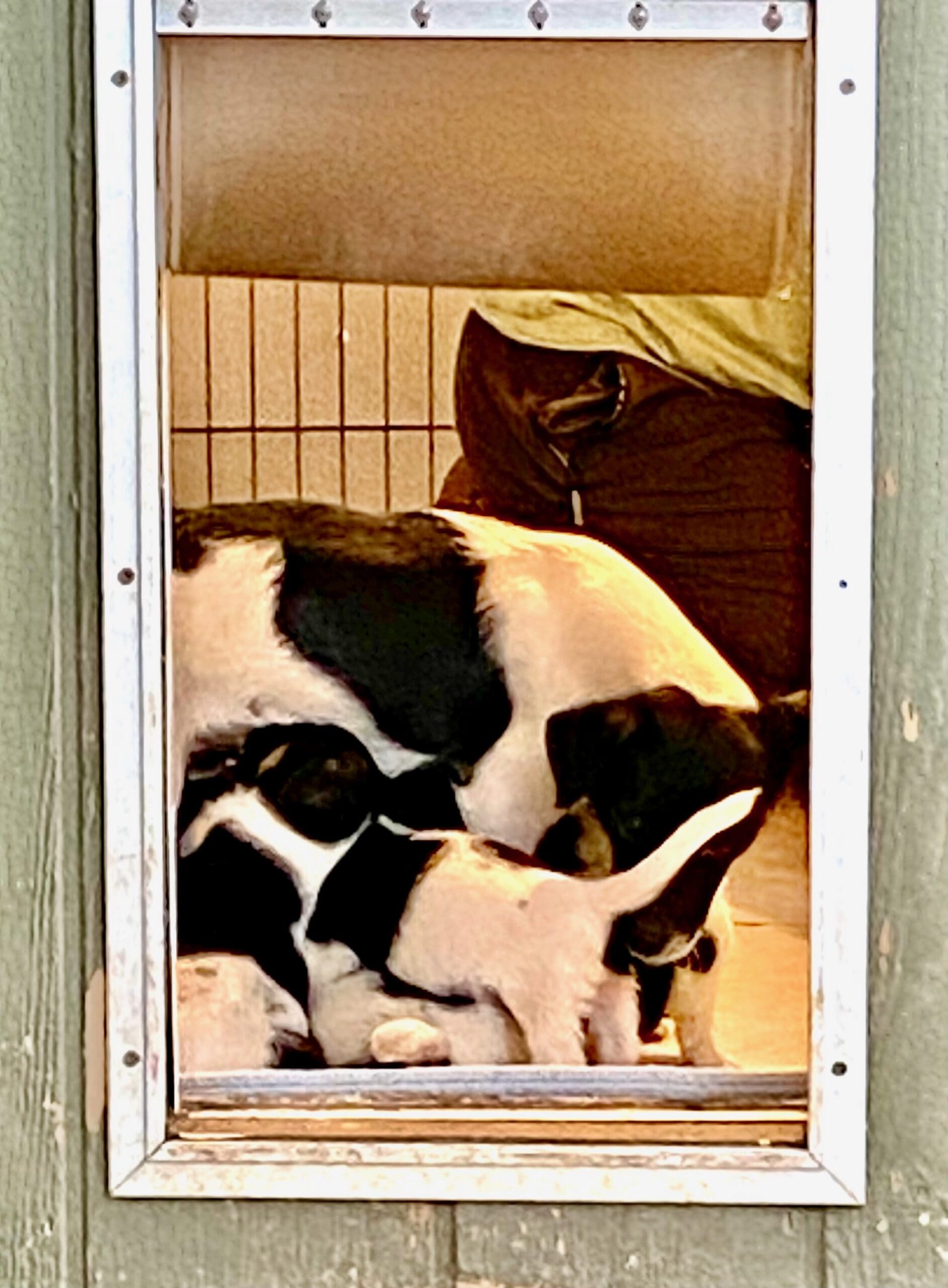 Shastina_momma_nursing_pups_whelping_shed