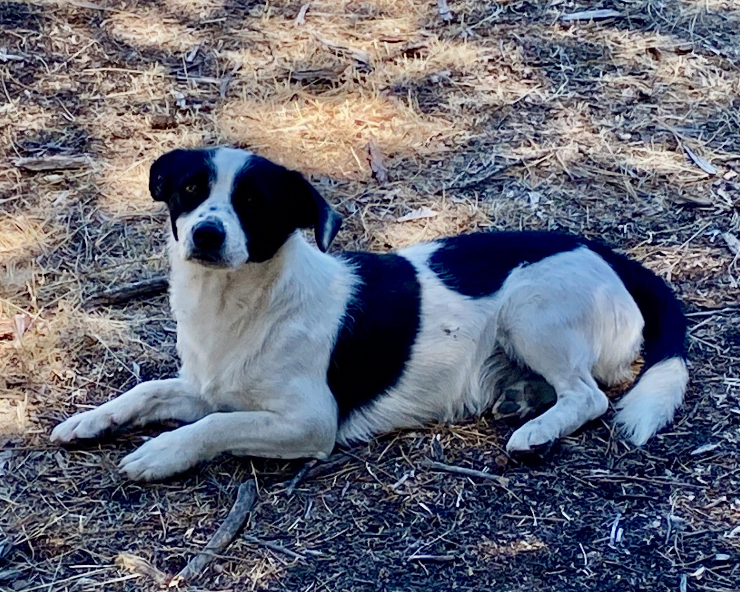 Shastina_stray_male