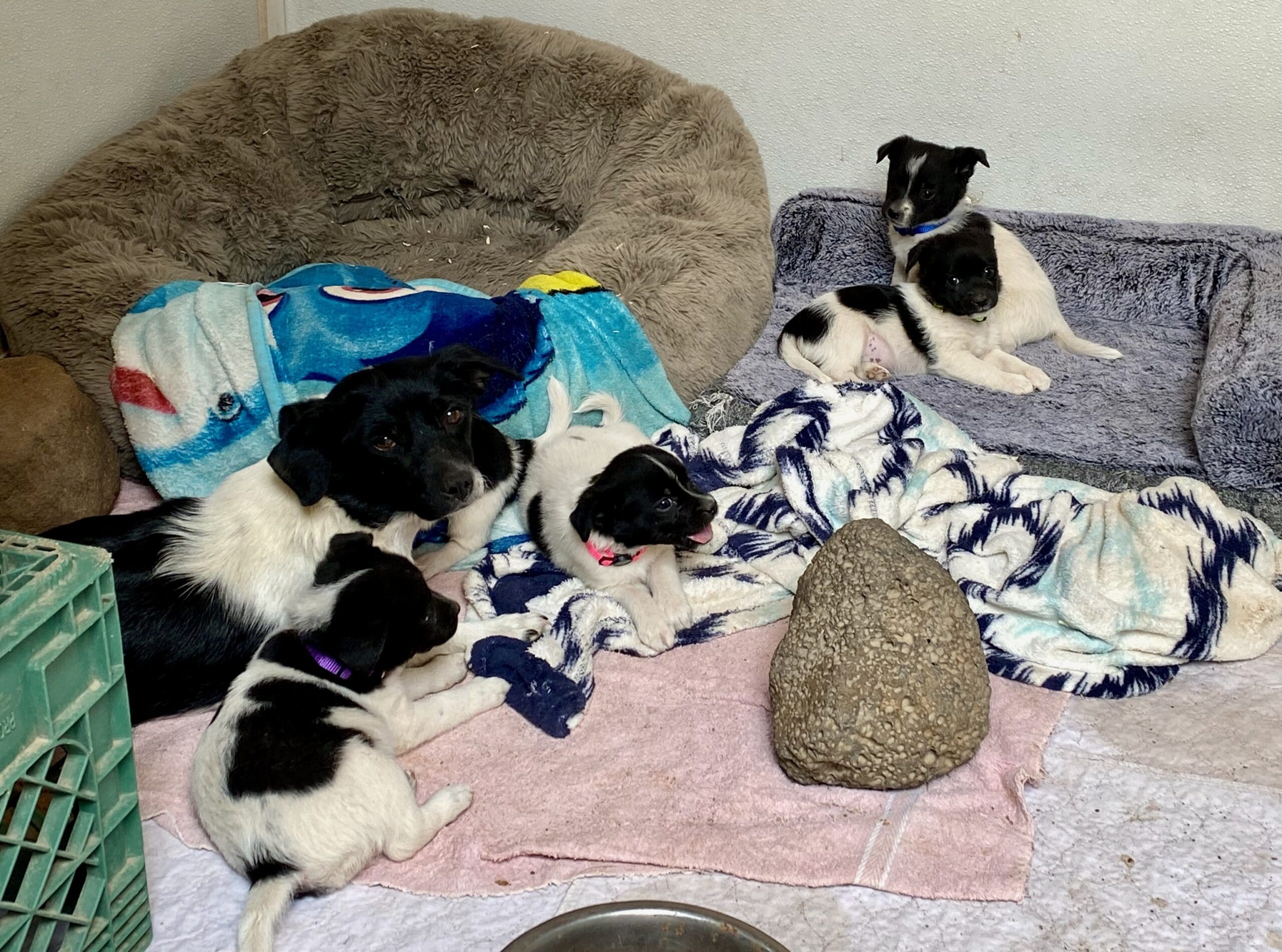 Shastina_stray_momma_pups_whelping_shed