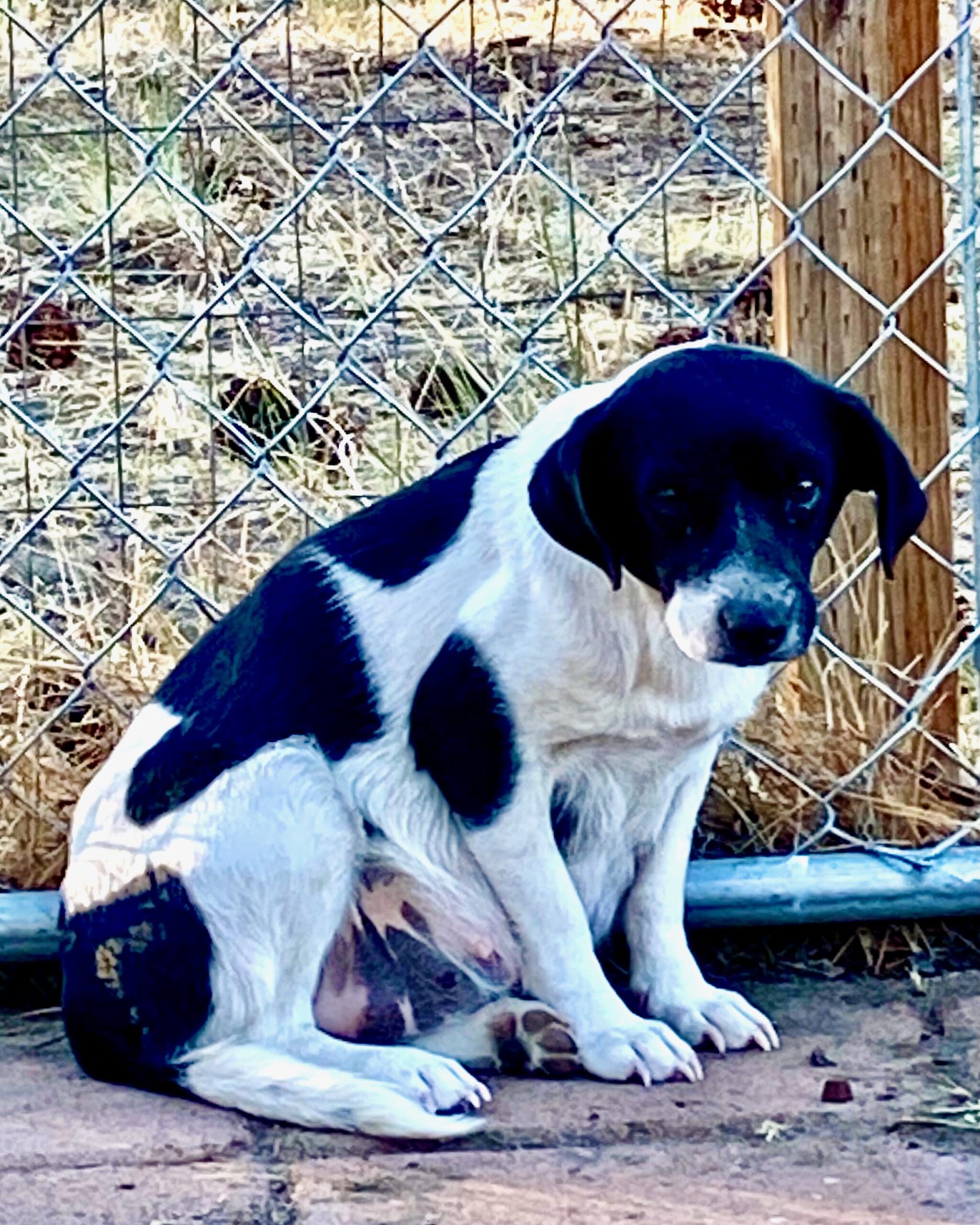 Shastina_stray_pregnant_female