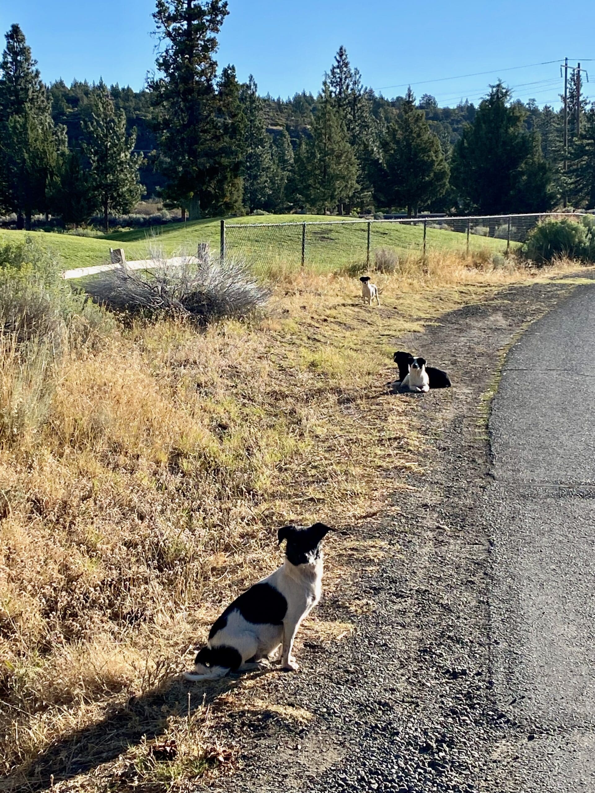 Shastina_strays_Short_Cut_Road