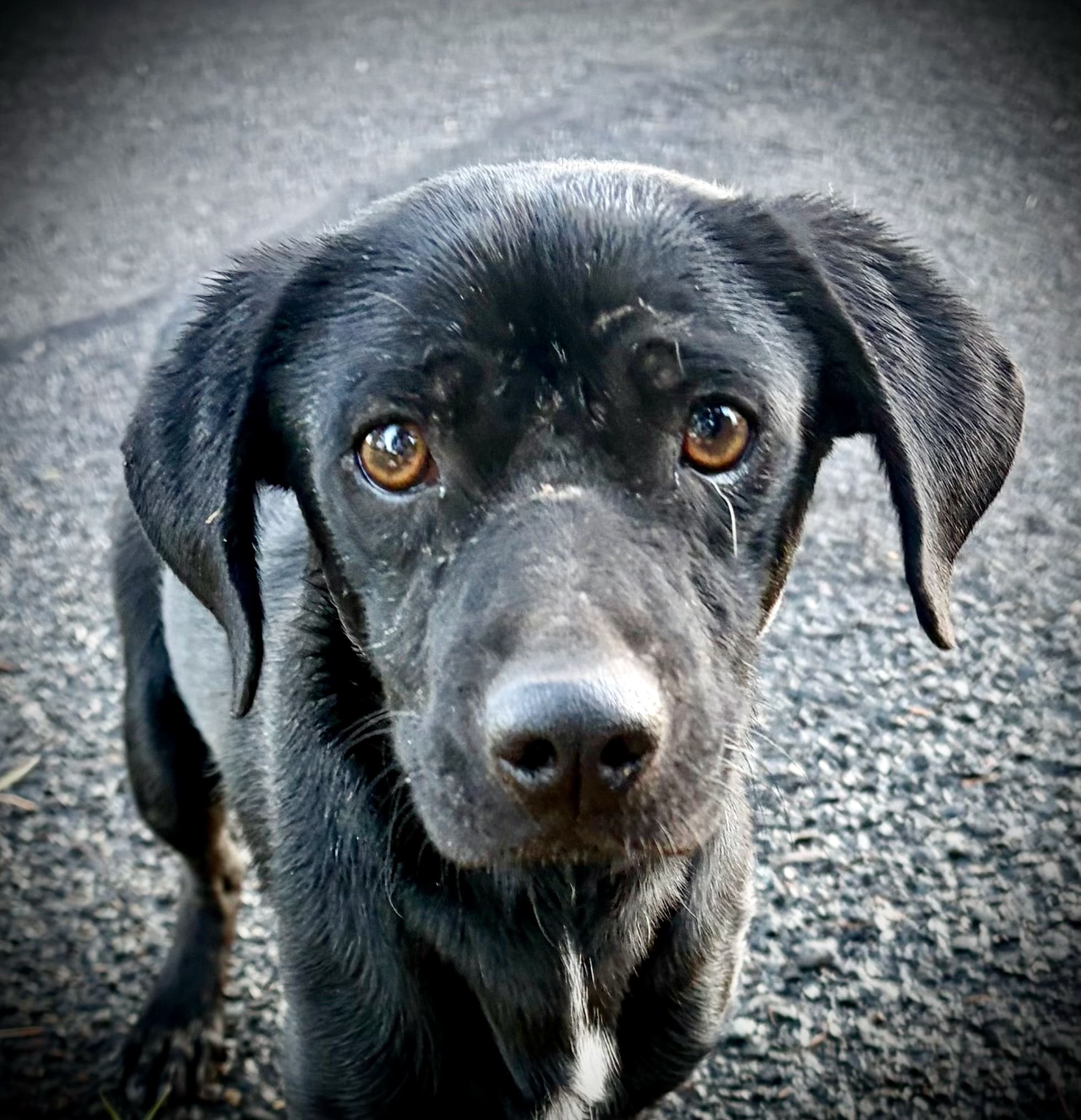Shastina_strays_black_male