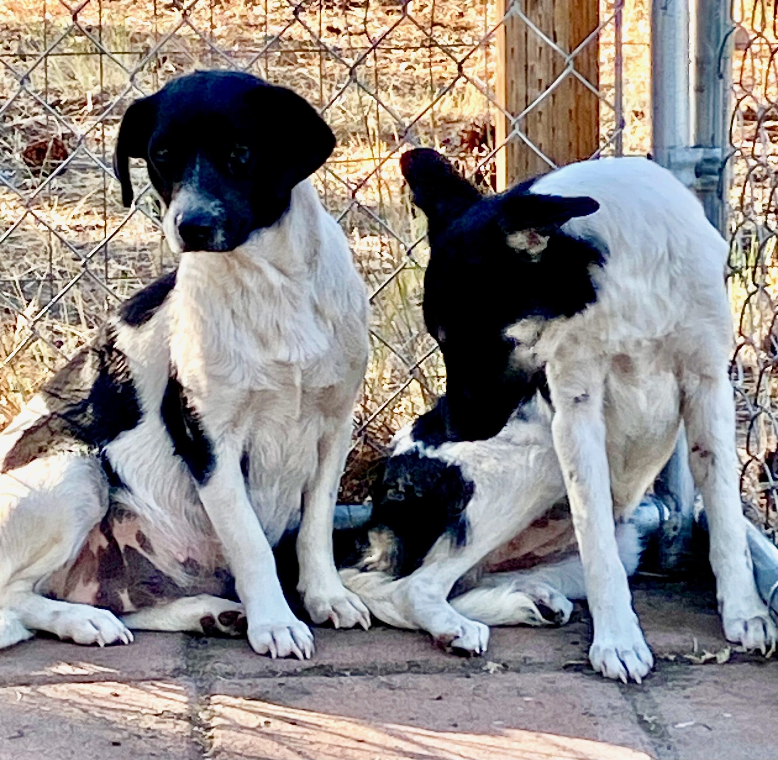 Shastina_strays_females